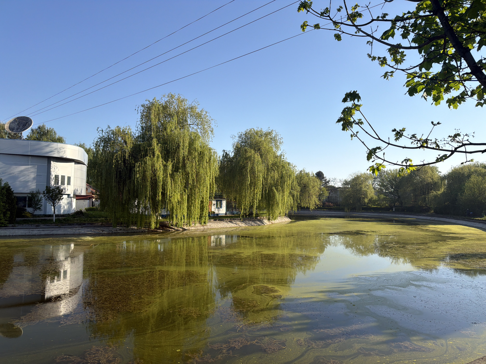 Algae-covered pond with willows documented in Târgu Mureș, Romania
