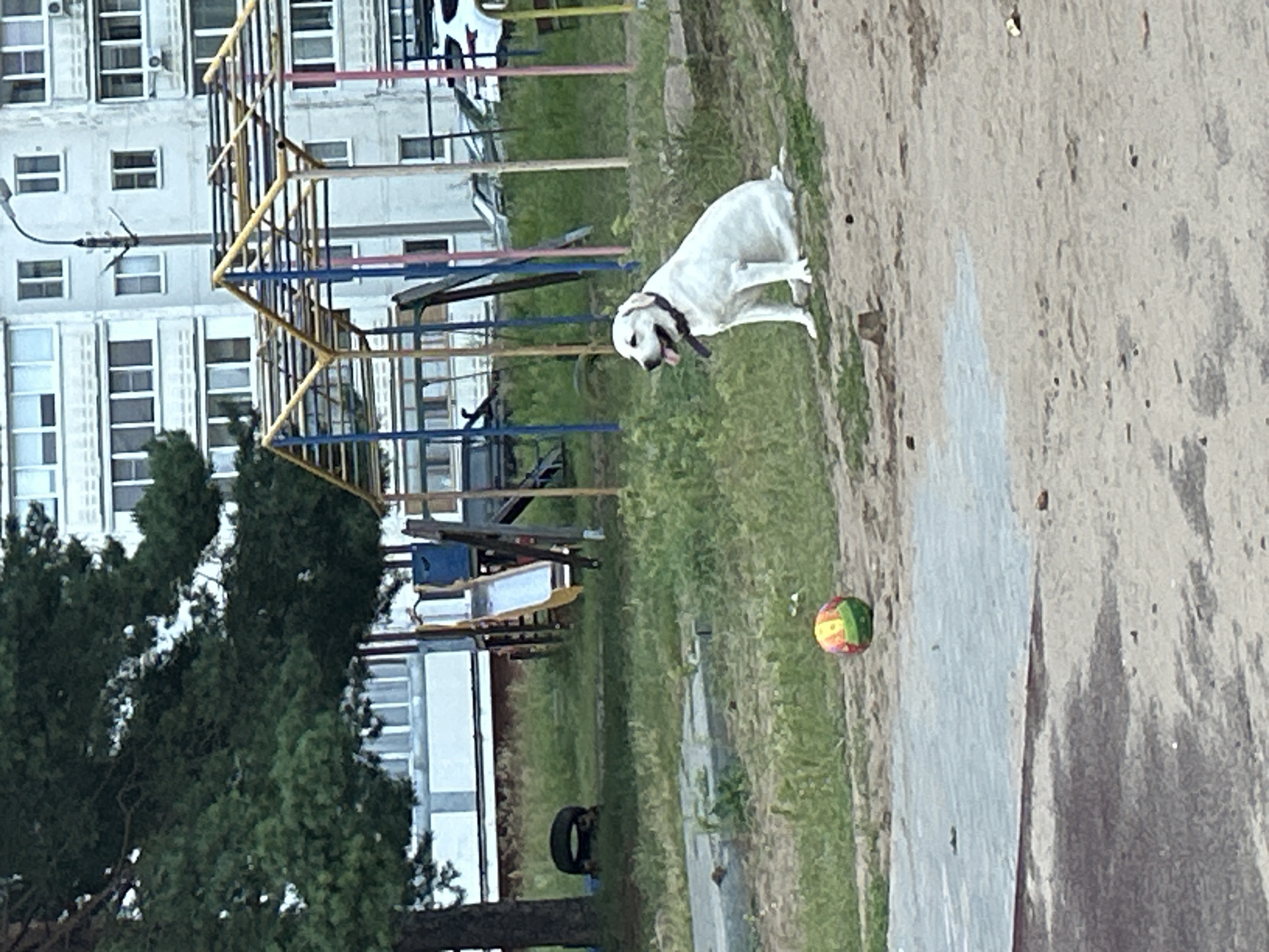 Cats at home and a dog at the park in Noviy