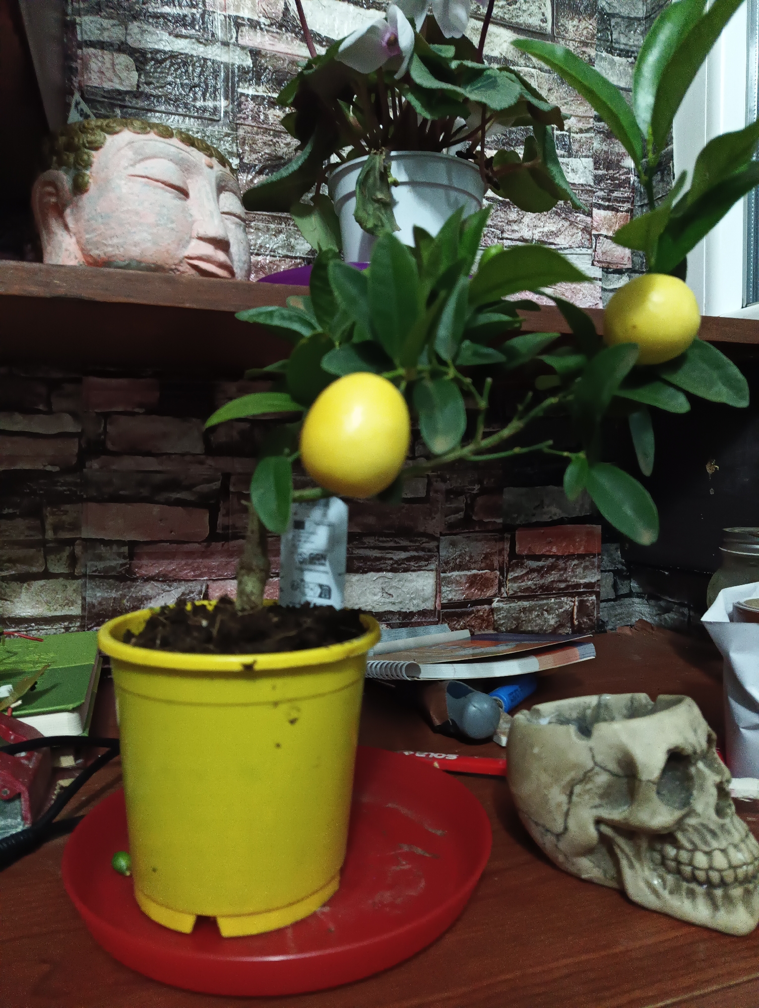 Potted lemon tree still life captured in Karnobat