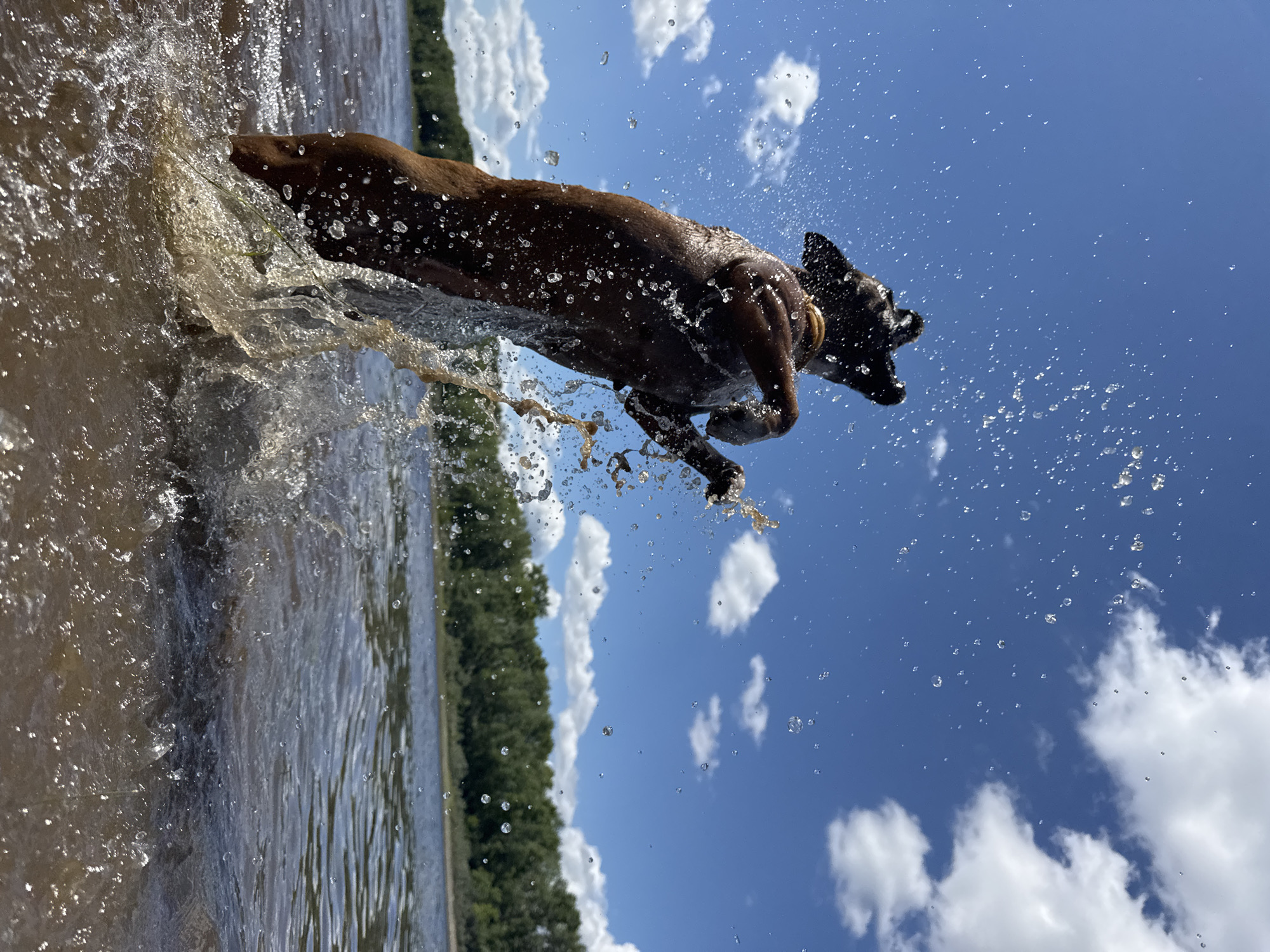 Summer morning scenes captured along Chaikovsky river including dog, cruise ship