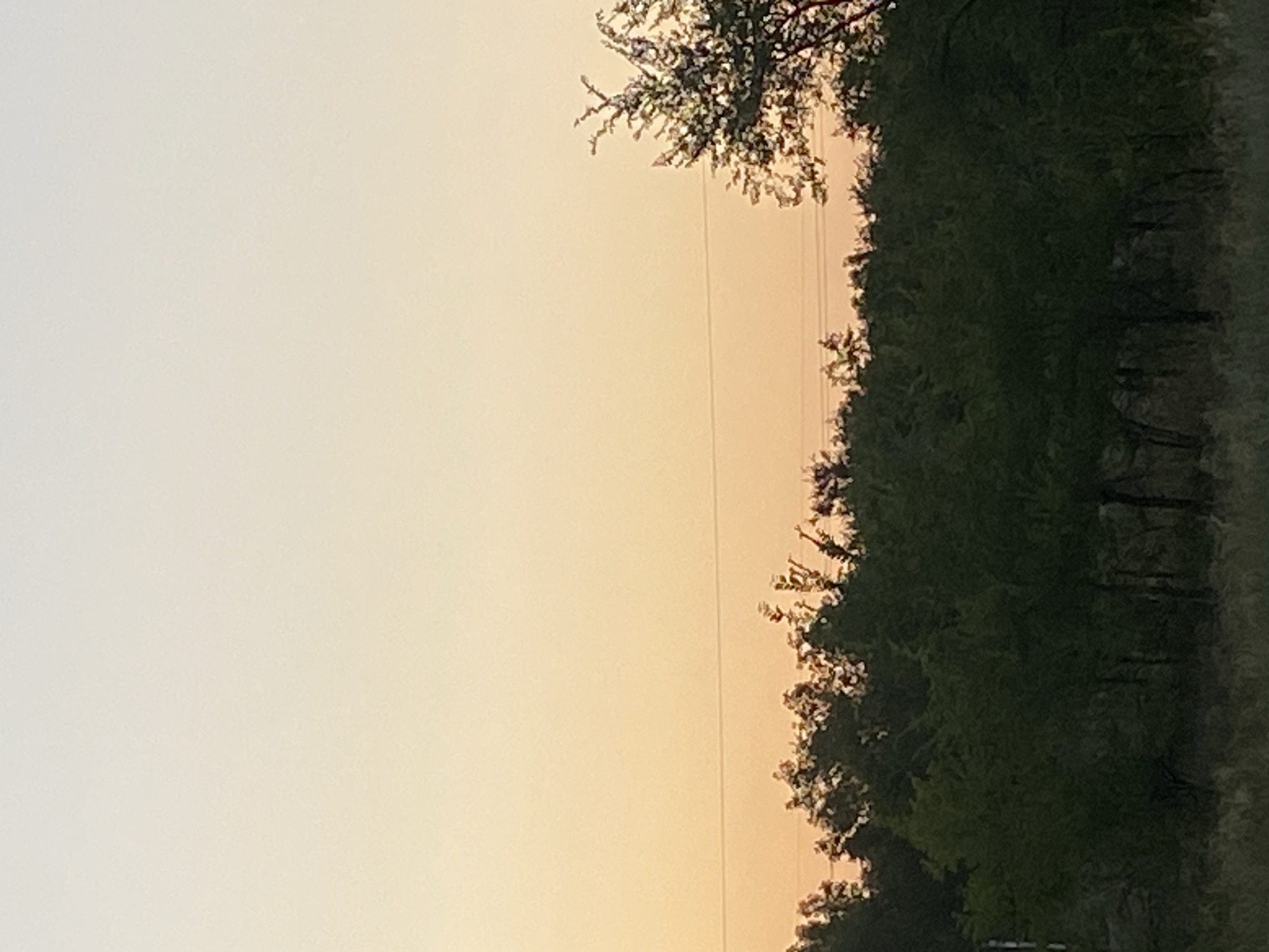 Dusk along a dusty tree-lined road in rural Kazakhstan