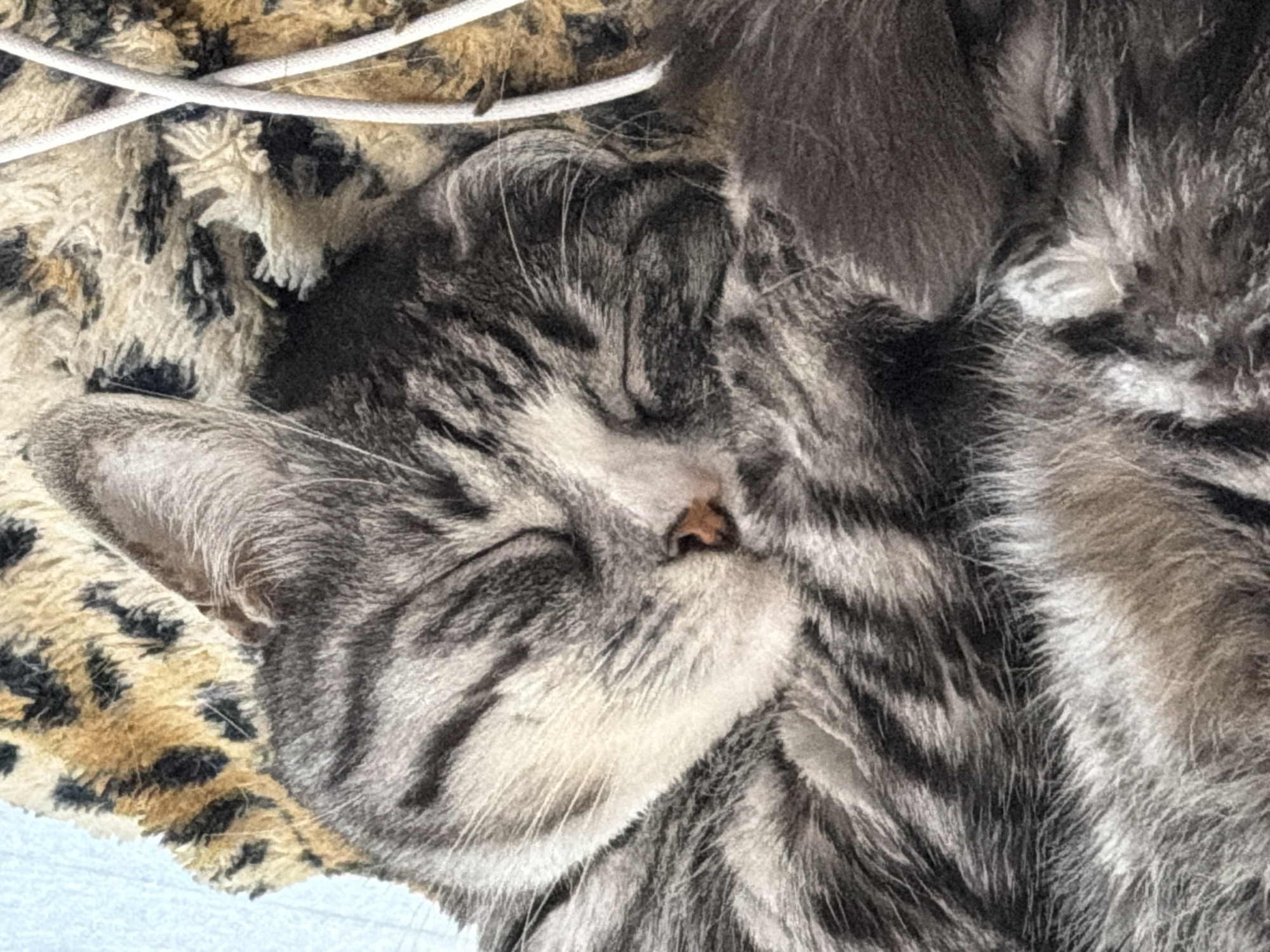 Two cats napping on a leopard-print blanket in Kamchatka