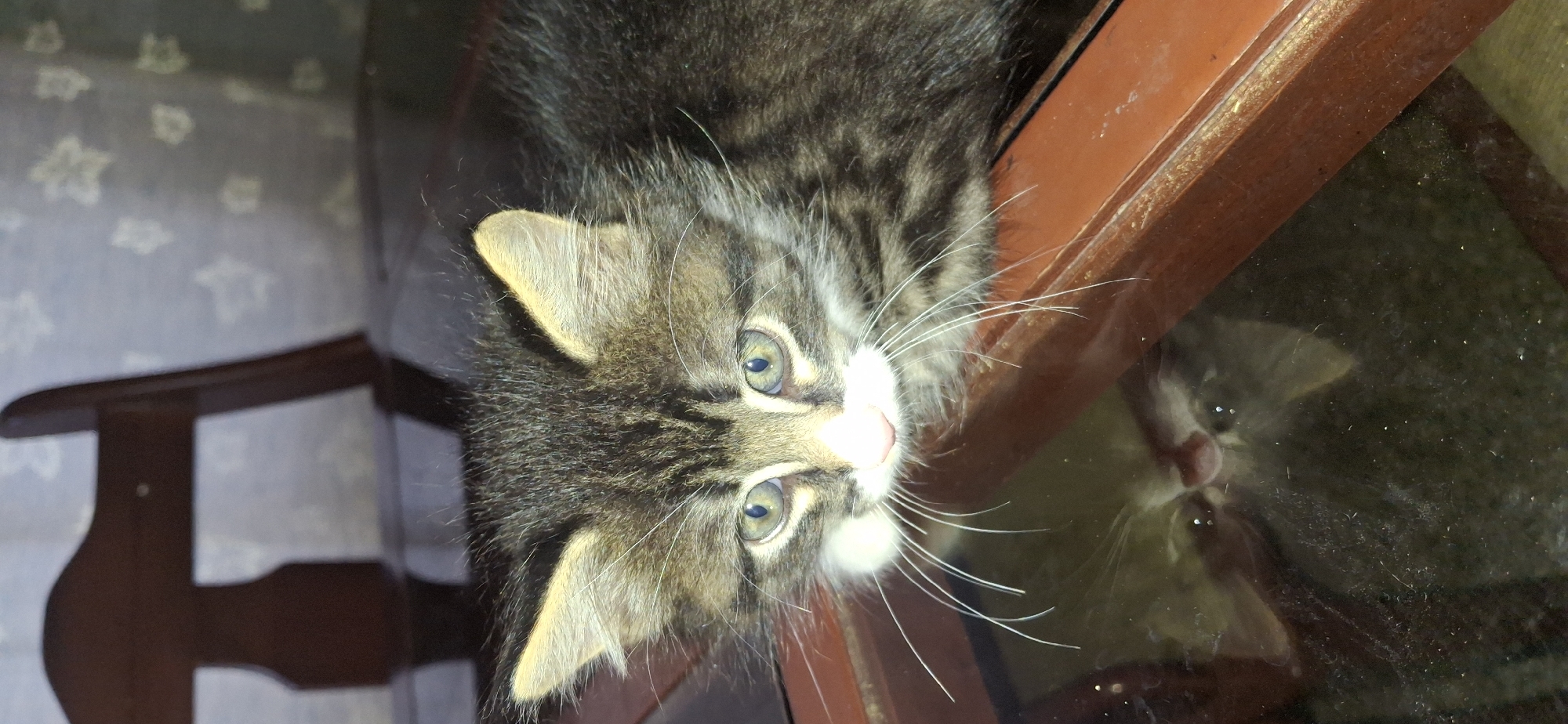 Domestic cats observed in Tinaquillo home