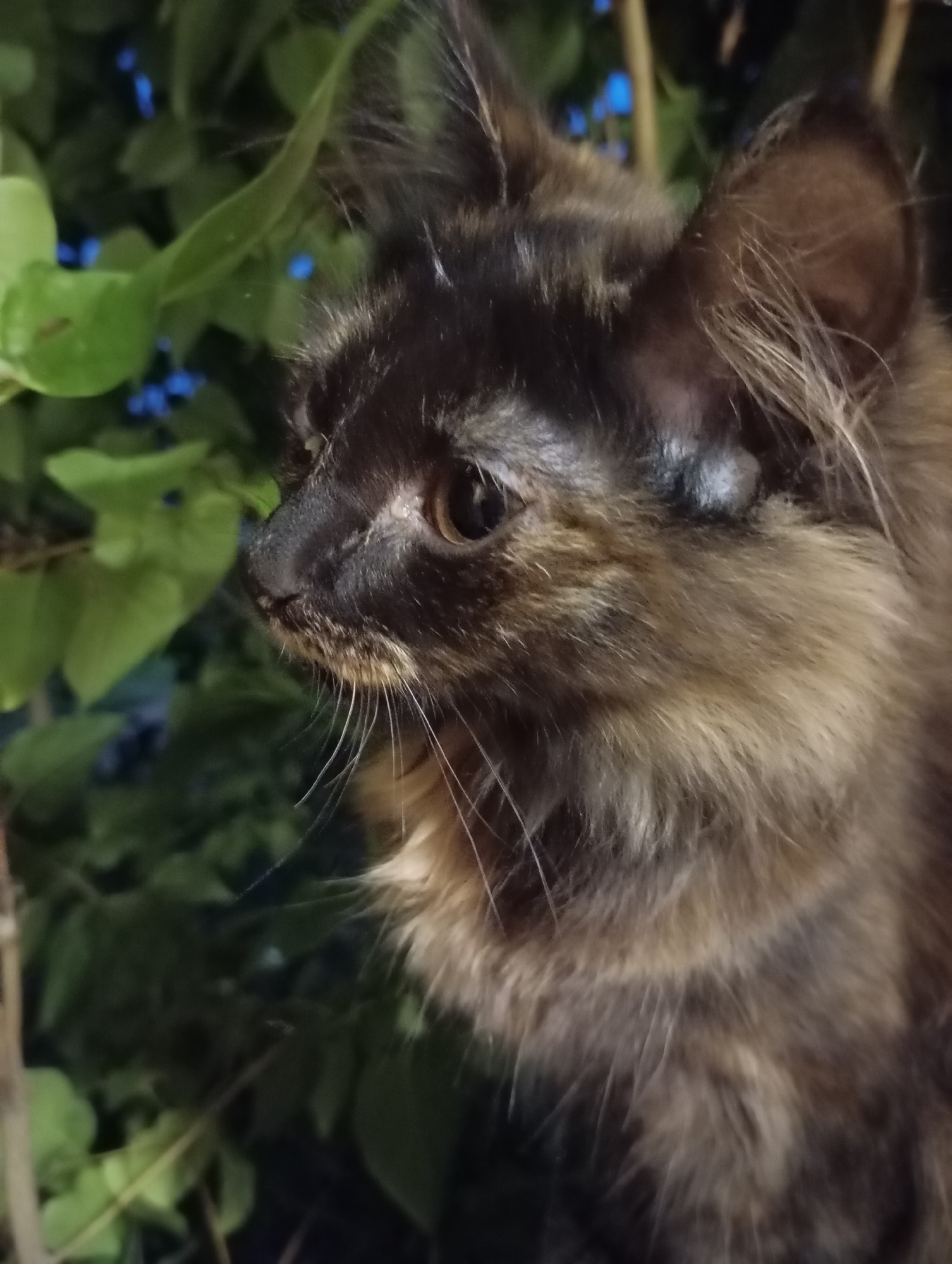 Dusk falls over a rural Russian village, cat in the garden