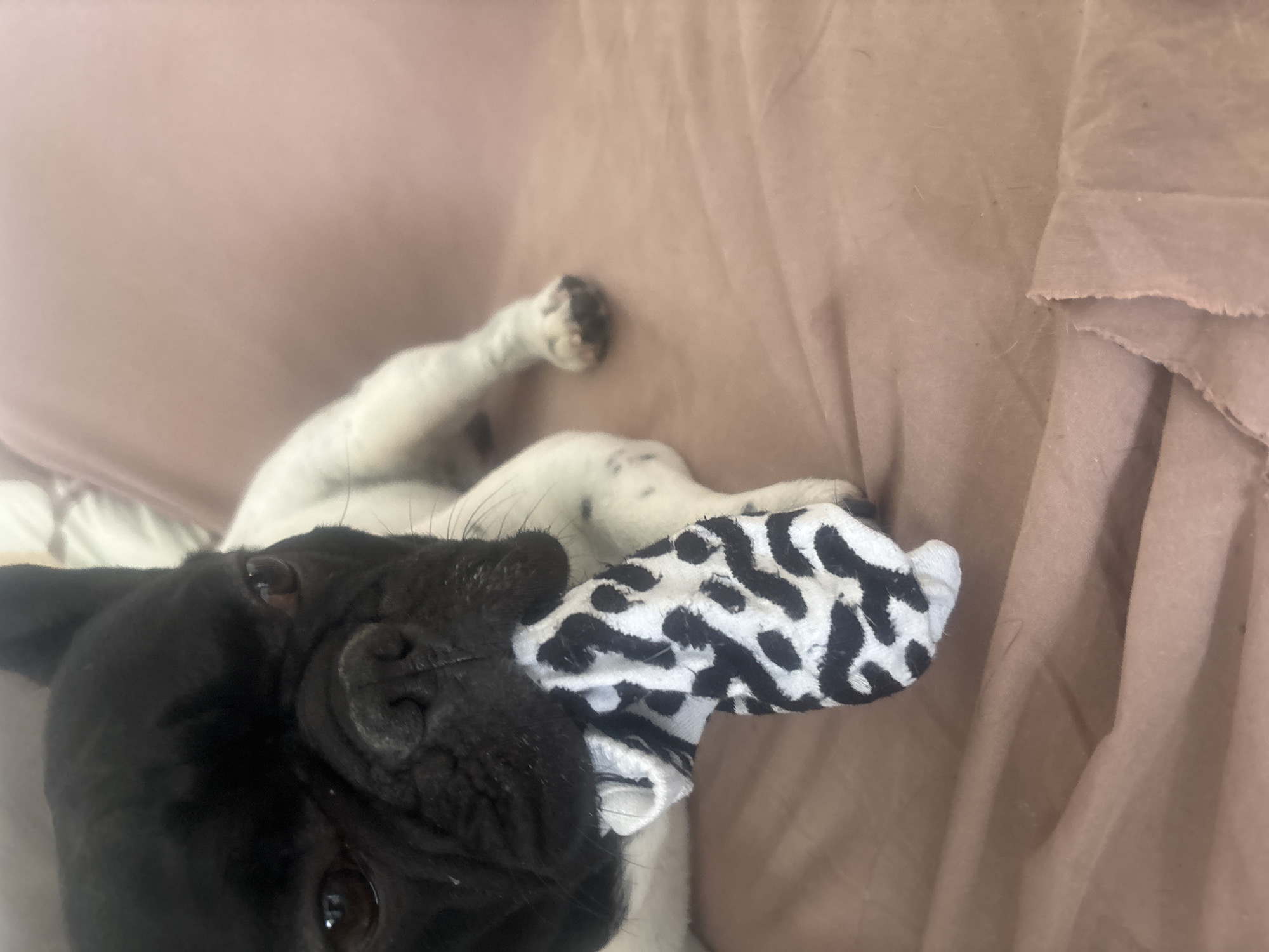 Sofia, Bulgaria