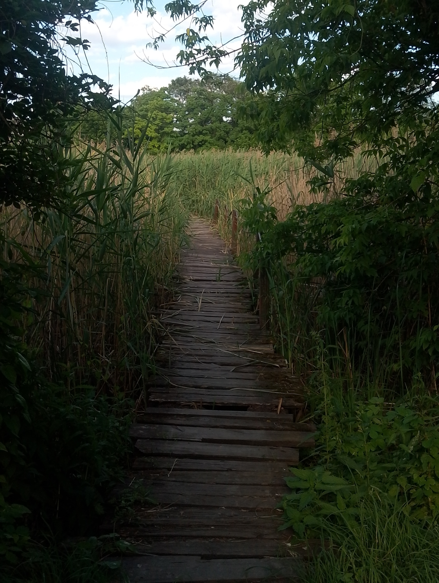 Rural Ustyvytsia: boardwalks, poppy fields, and summer countryside