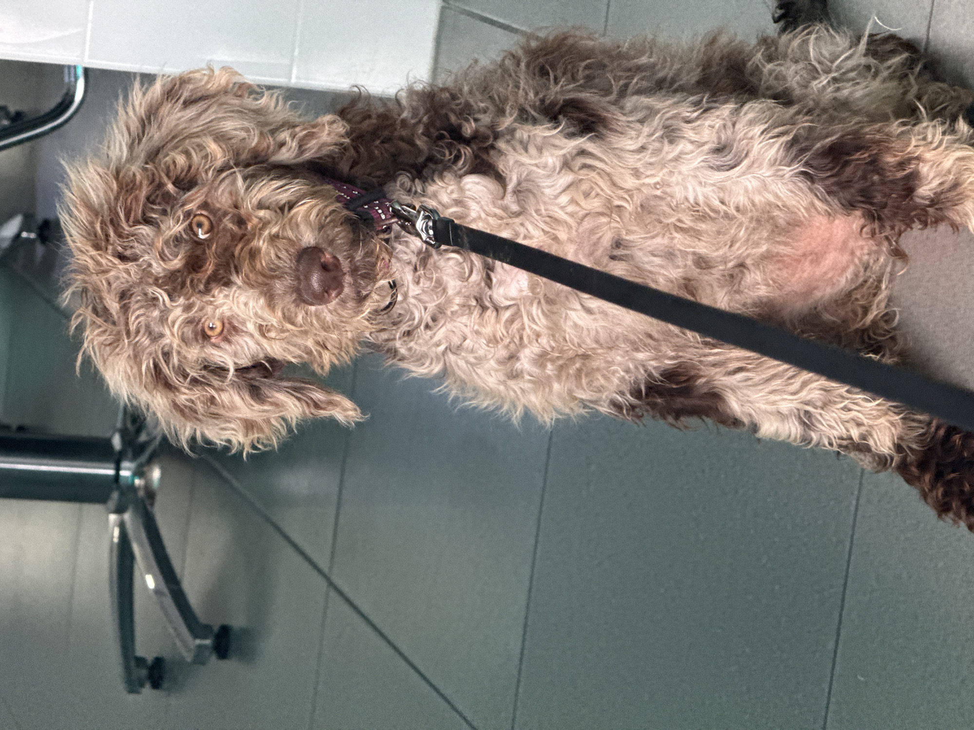 Dog visits hair salon in Mexican town