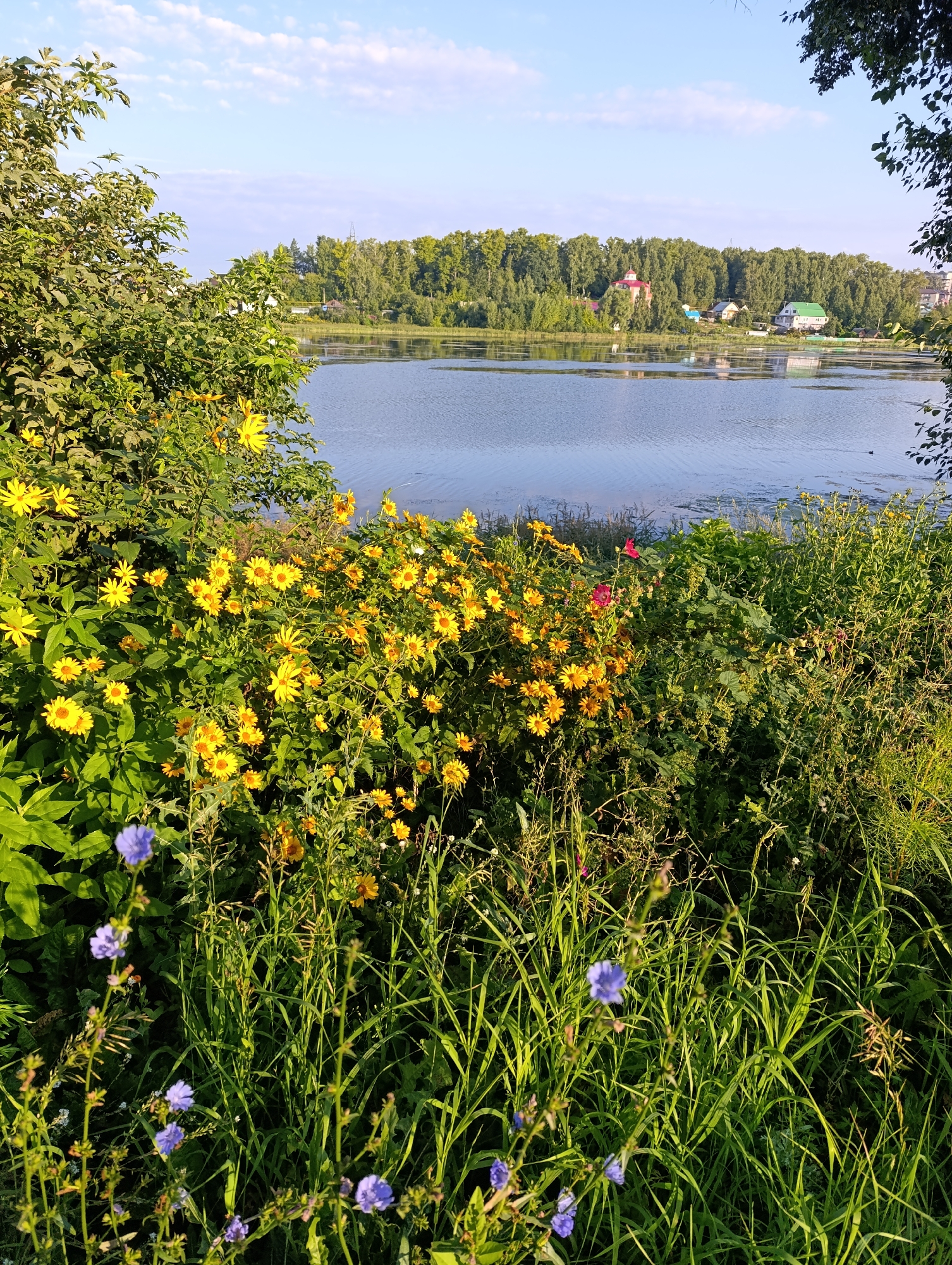 Quiet lakeside afternoon with wildflowers, ducks, and distant town views