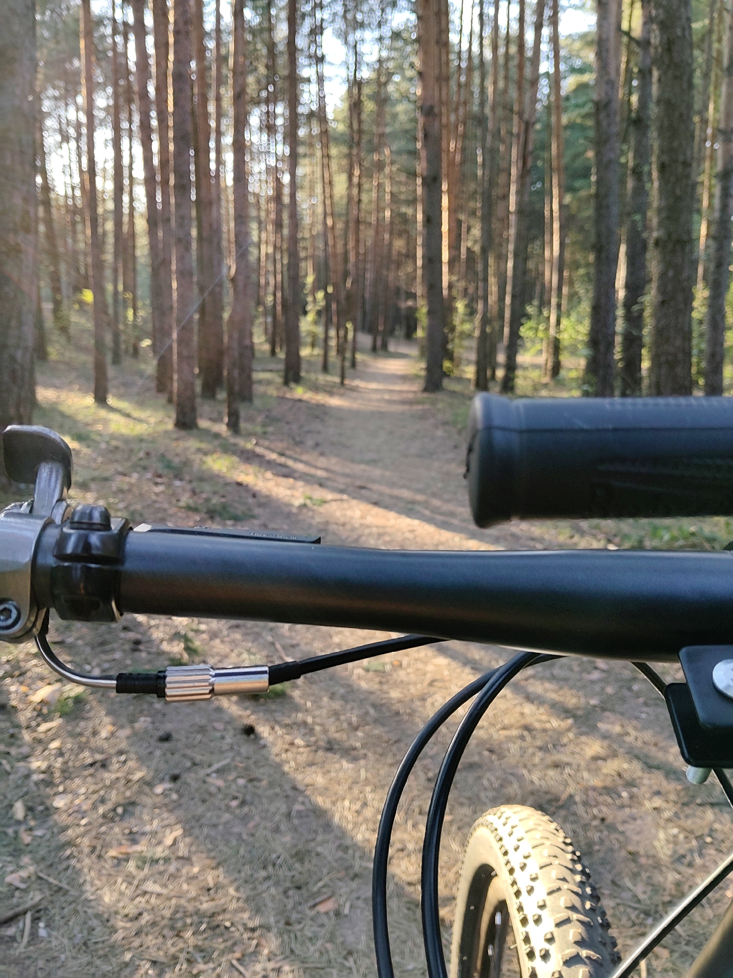 Cyclist rides through Moscow pine forest on dirt path