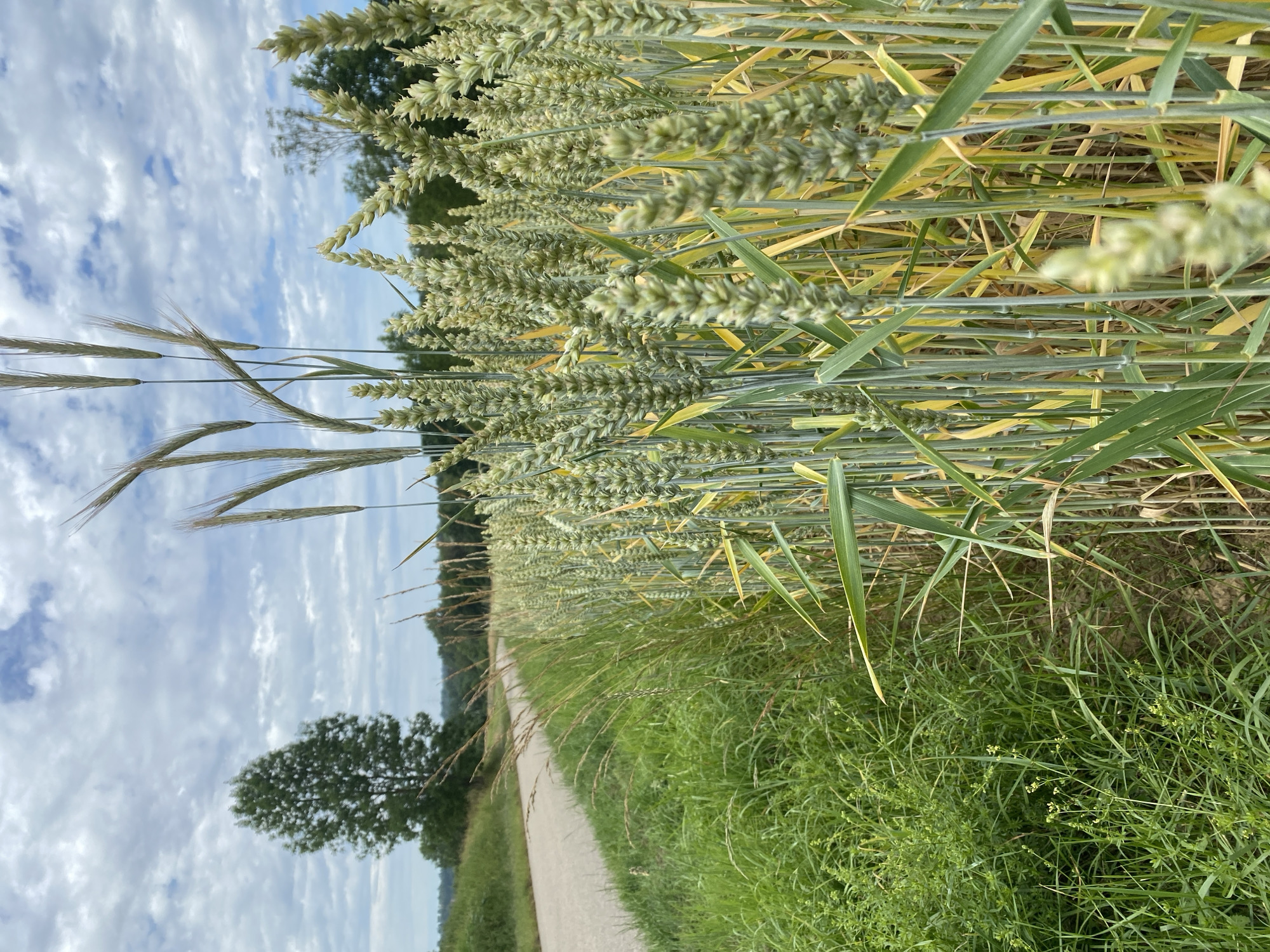 Summer fields in bloom near Sachsenheim, wheat and wildflowers