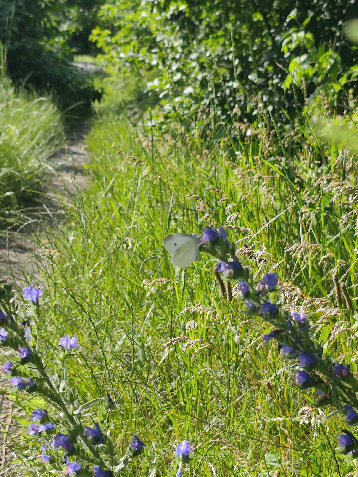 Wildflowers and weeds along an abandoned railway corridor