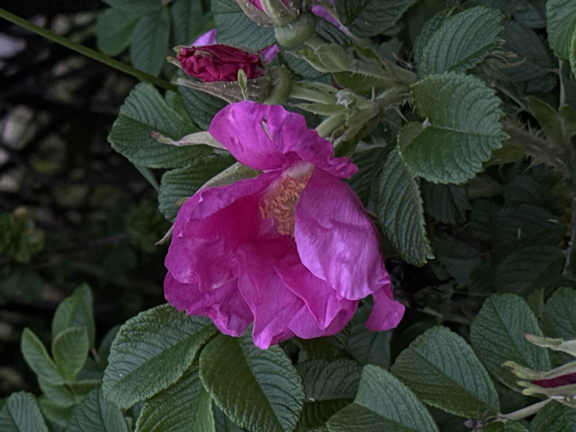 Evening nature walk documented through blooming Minsk parks