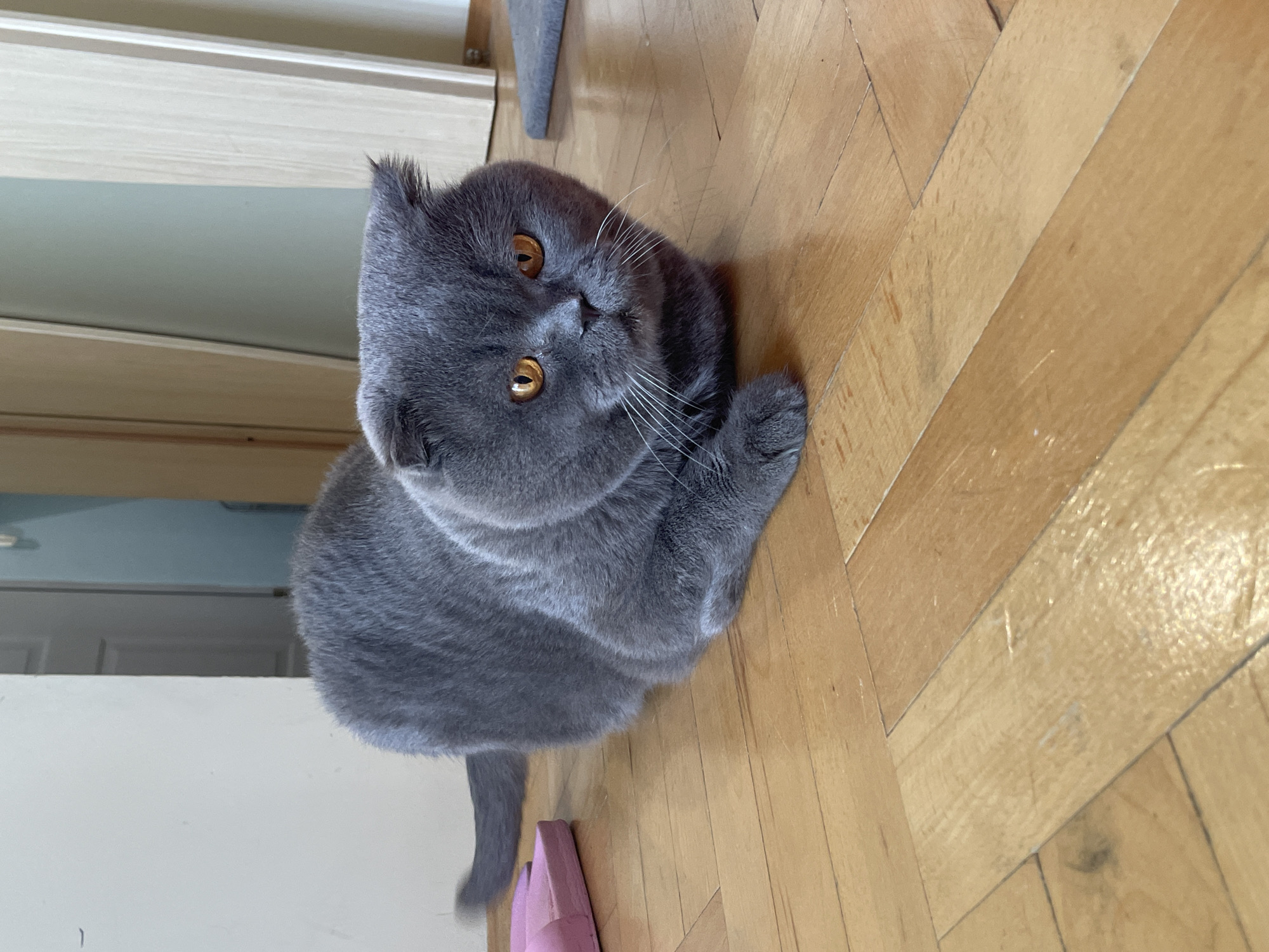 Grey Scottish Fold cat plays indoors during morning hours