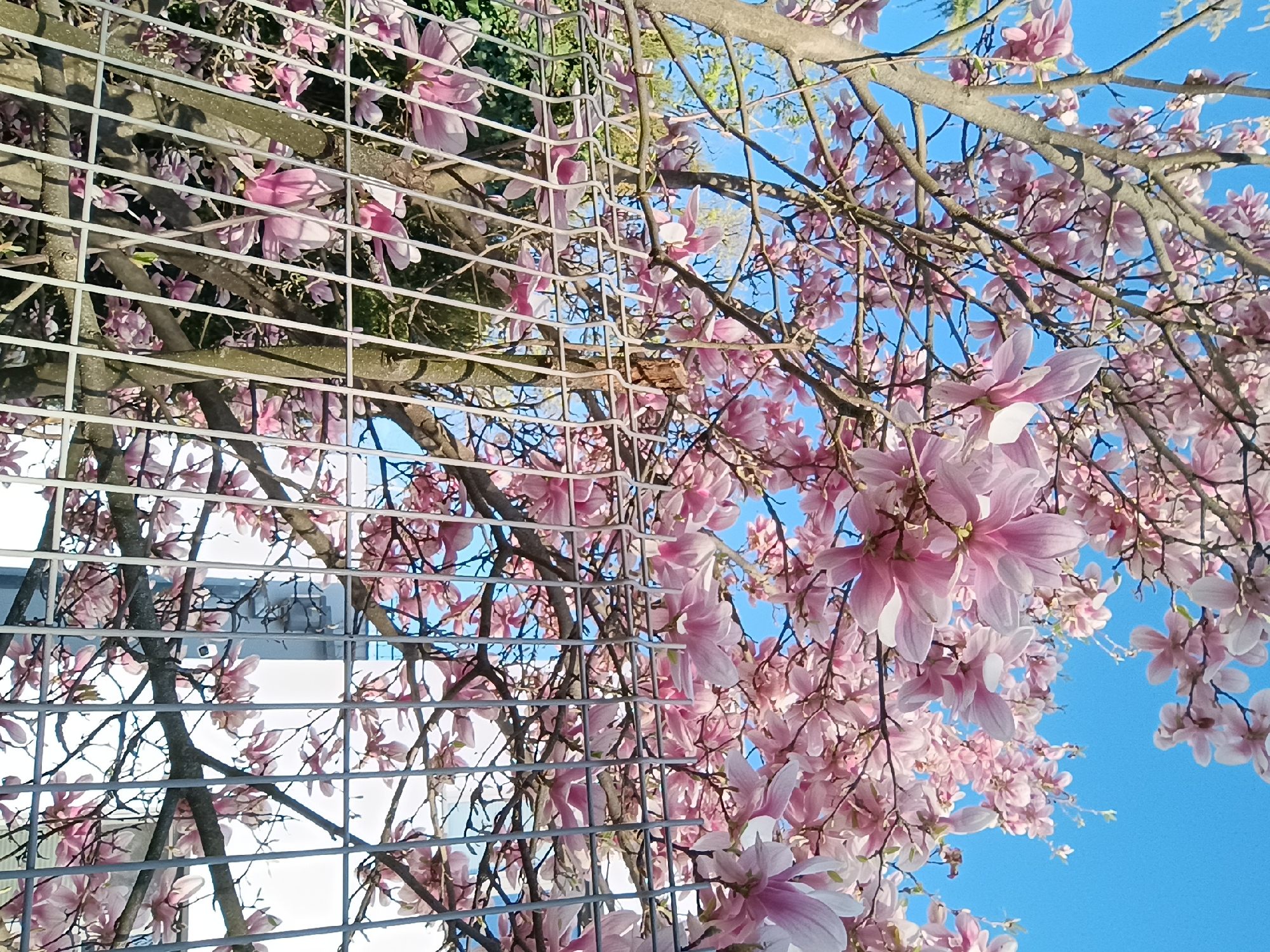Magnolia tree blooms pink against blue sky in Levice