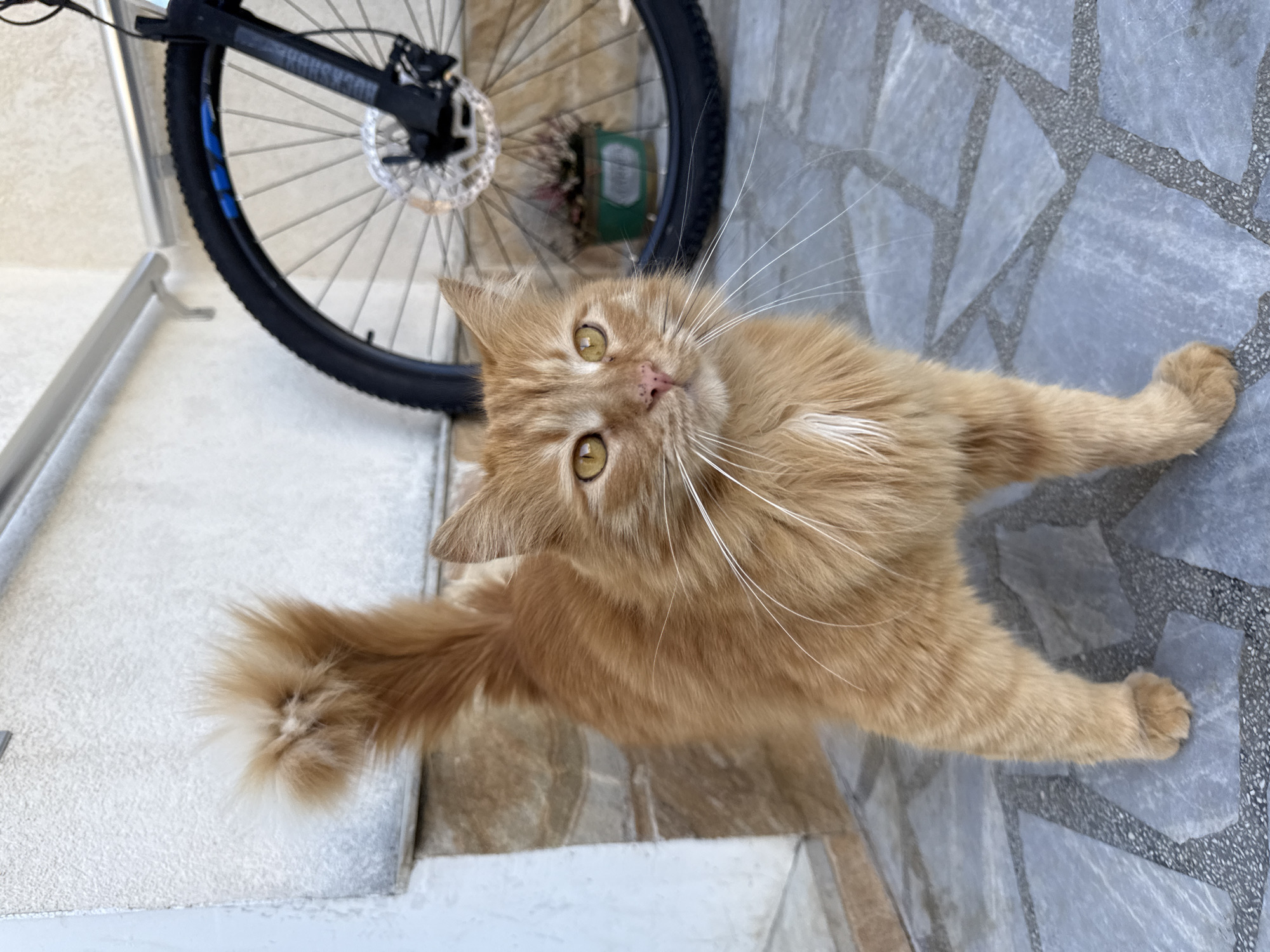 Ginger cat spotted resting on walkway in Berkovitsa, Bulgaria