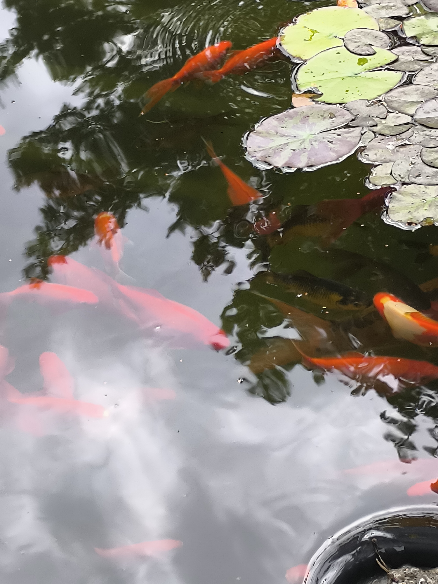 Koi pond and garden details at a Palanga retreat