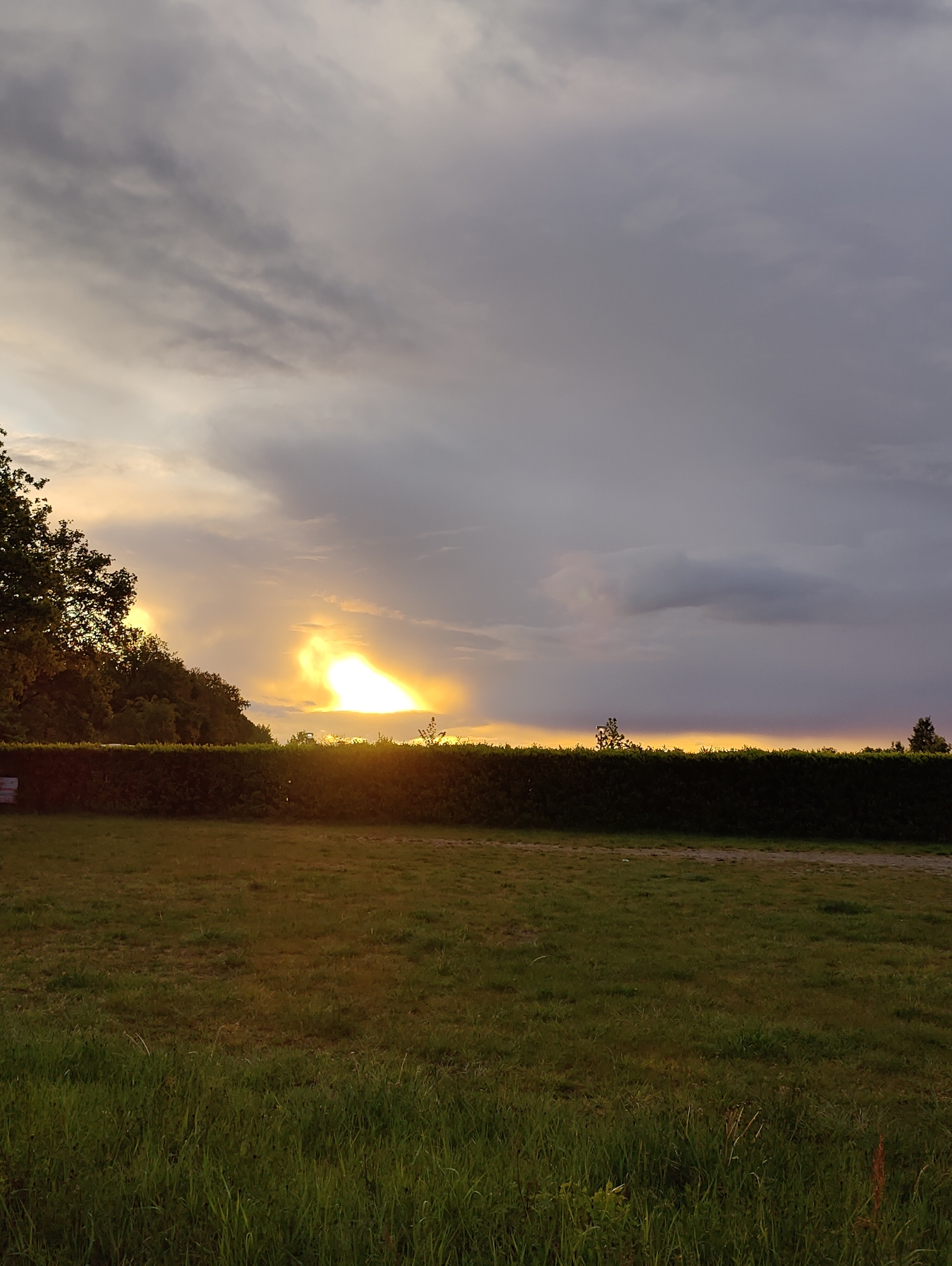 Dawn or dusk golden glow observed behind hedge