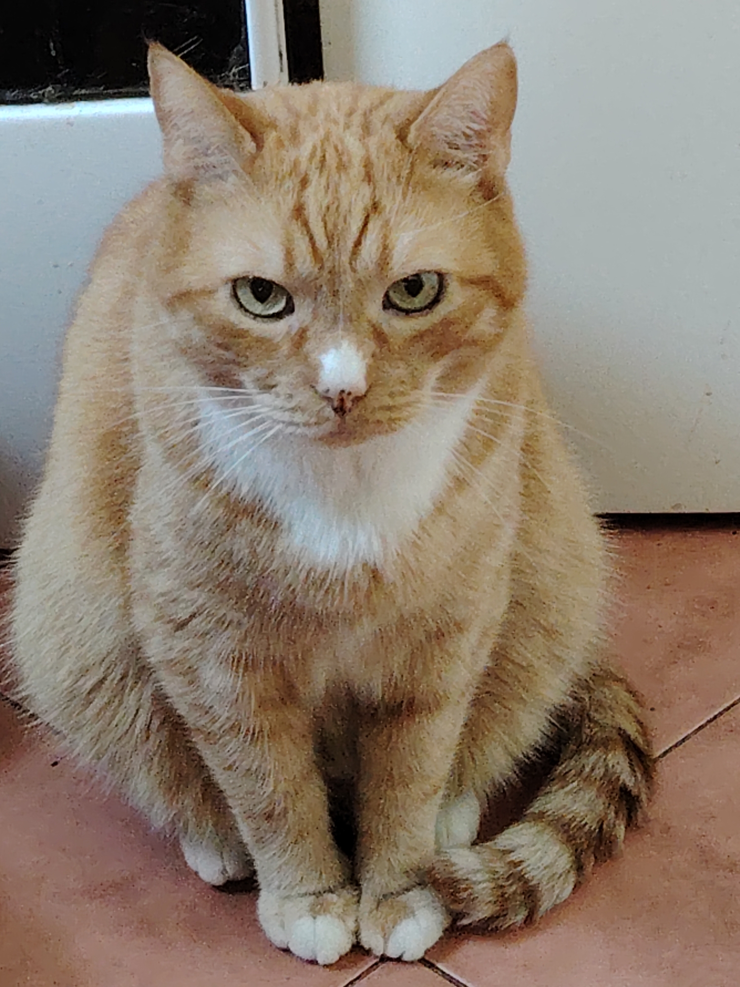Ginger tabby holds its ground on a Kyiv tiled floor