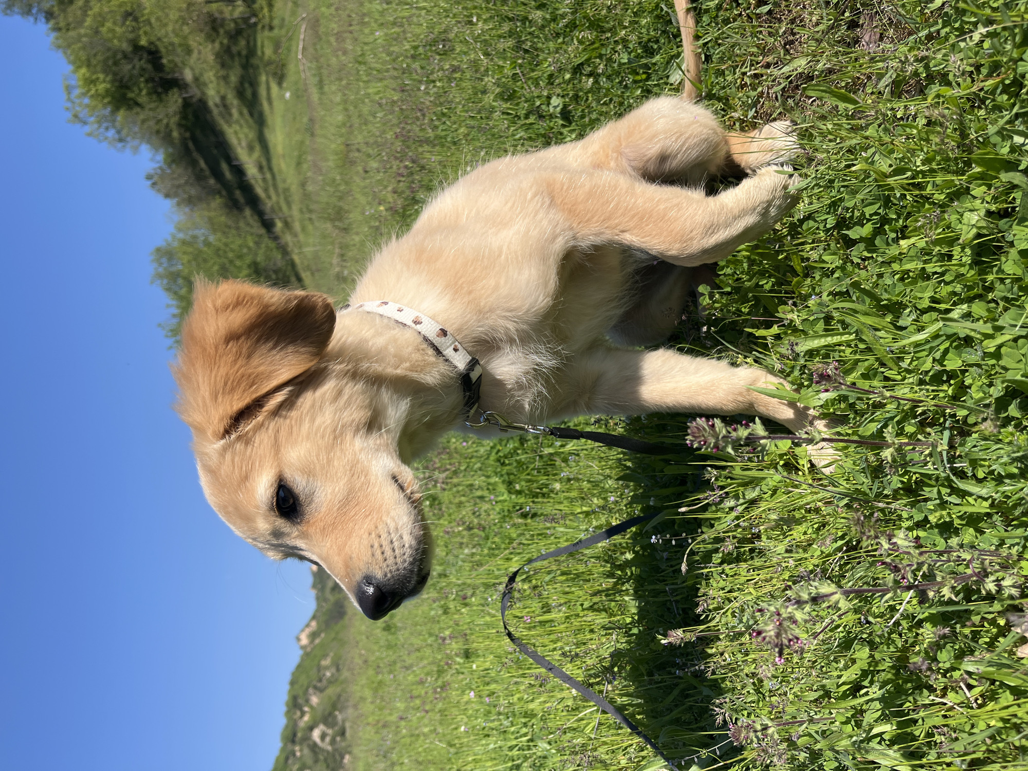 Golden retriever puppy plays in Bulgarian meadows