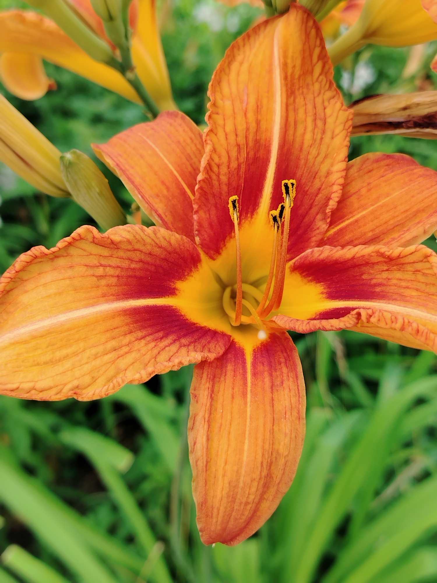 Summer morning portraits with orange lilies in Yanaul