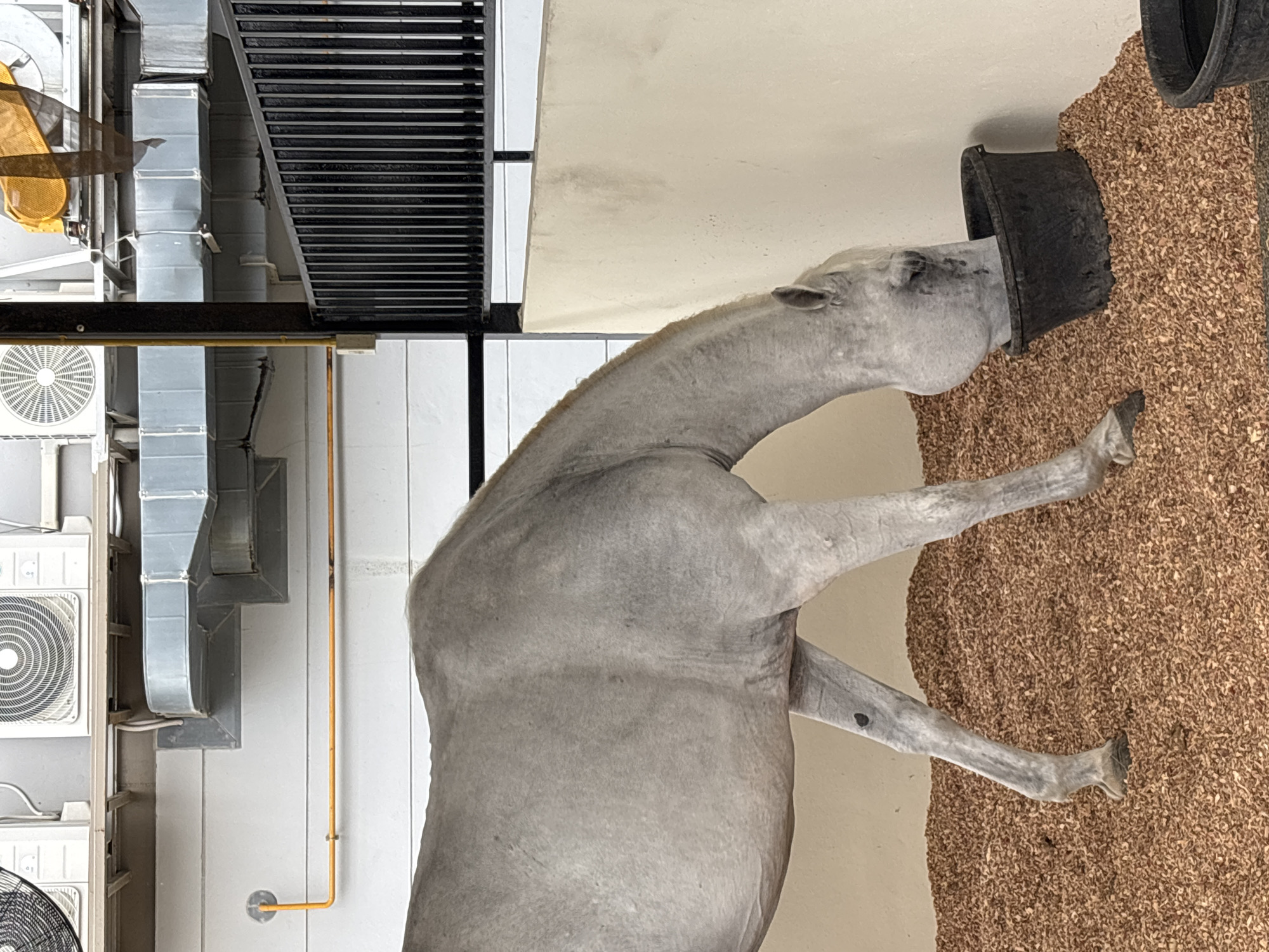 Horses documented in stable facilities in Choeng Thale, Thailand