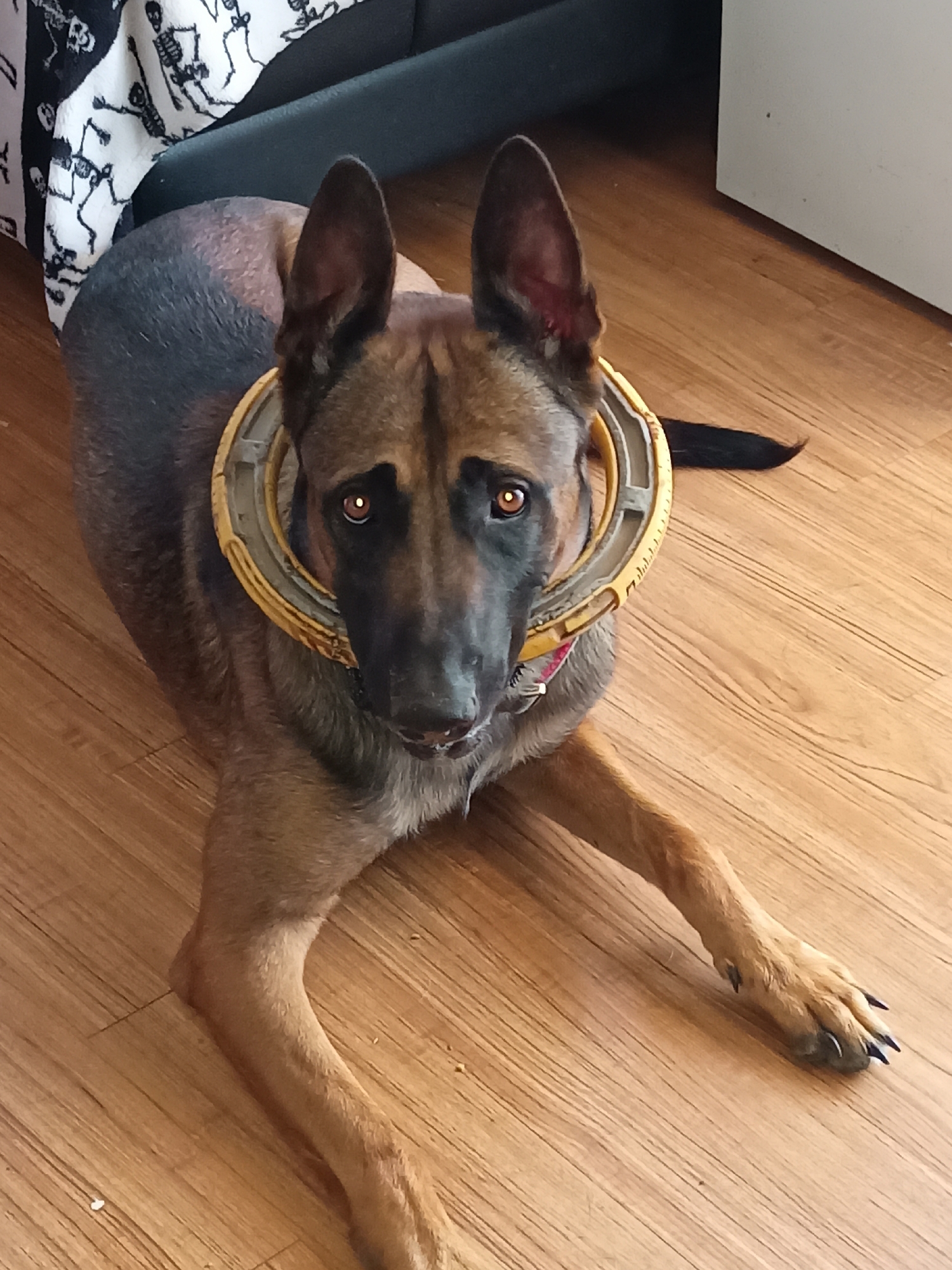 Dog in a cone takes it easy on the hardwood floor
