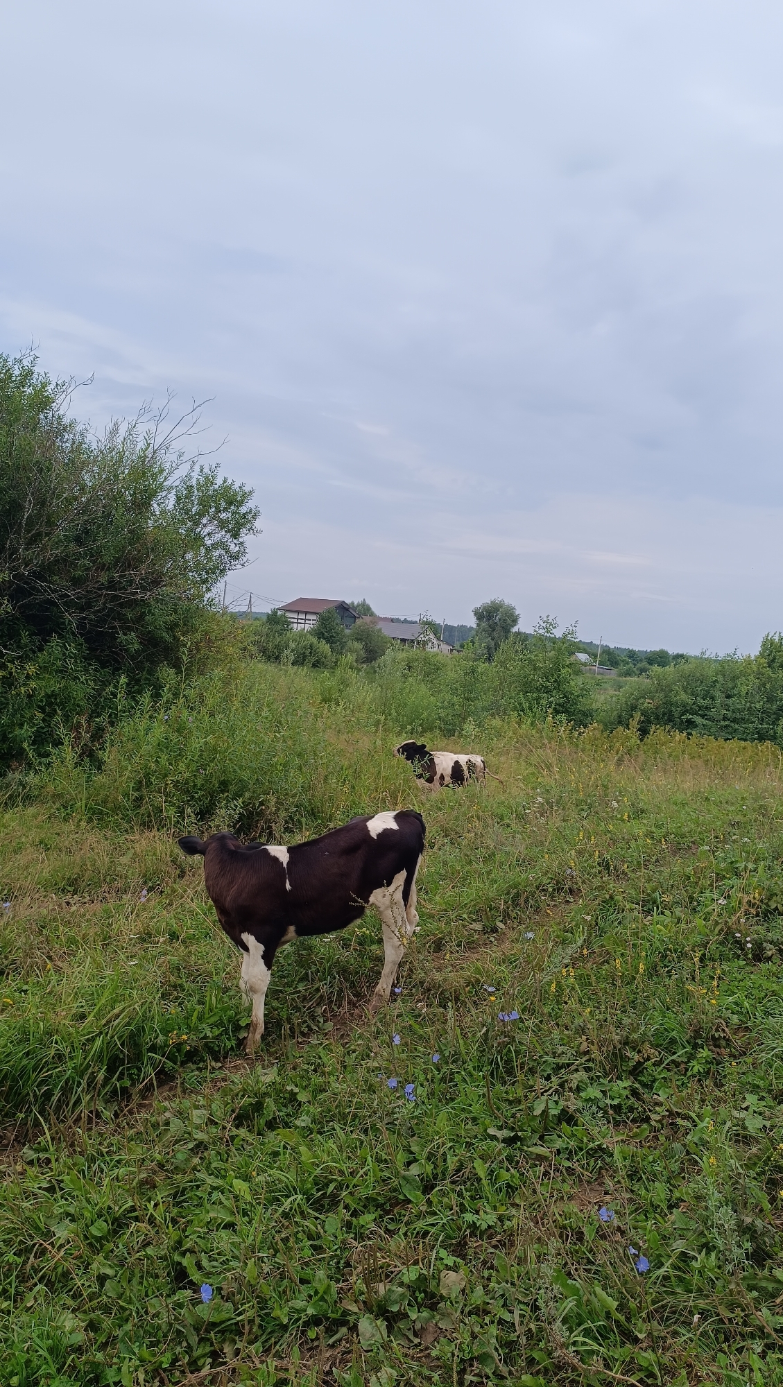 Cattle grazing and wandering through rural Karsha on a summer morning