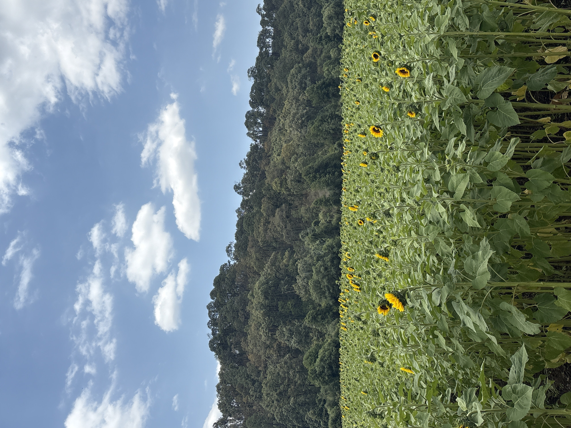 Sunflower fields documented in Real de Arriba, Mexico