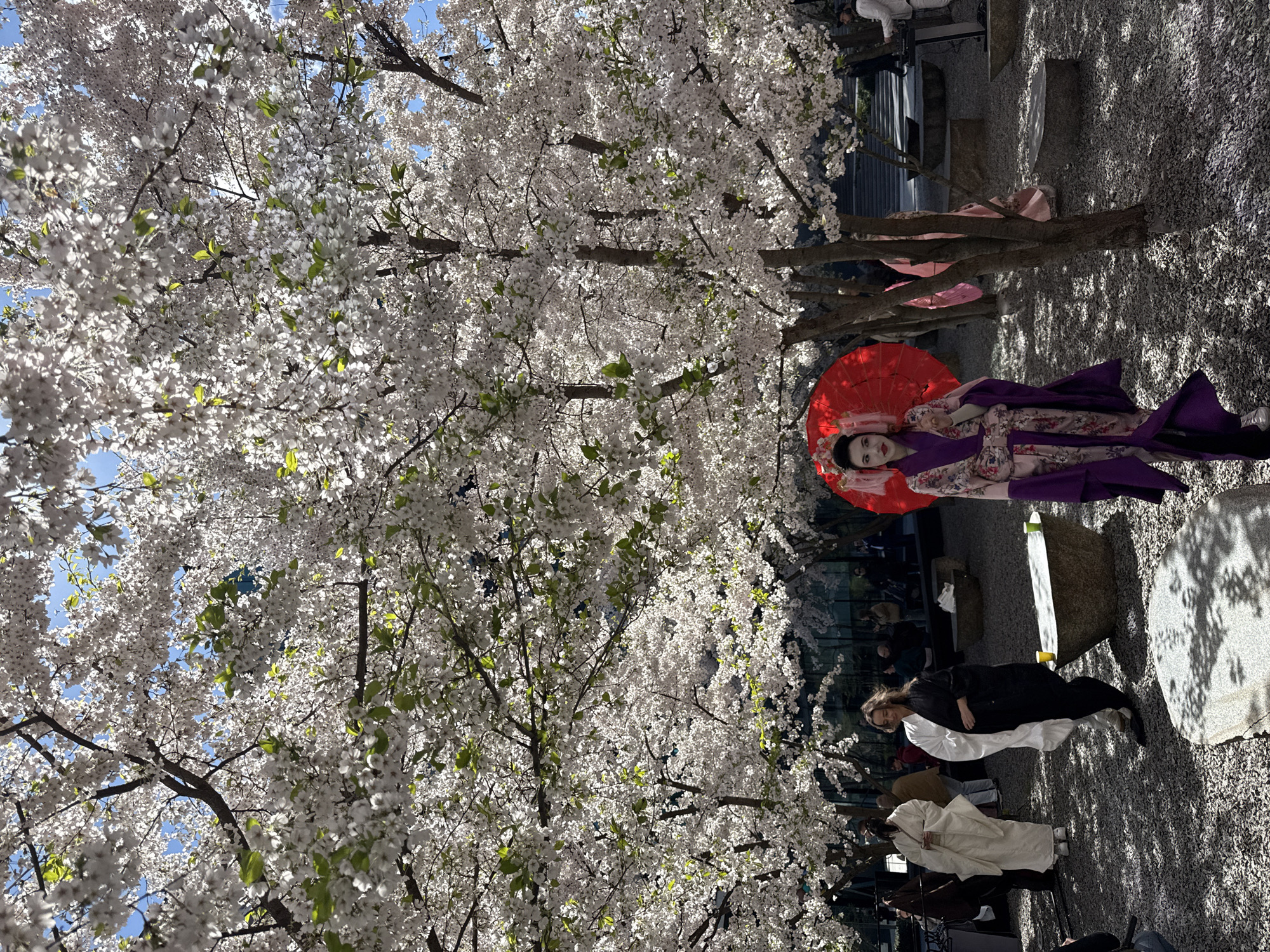Cherry blossoms reach peak bloom in sunny Kyiv