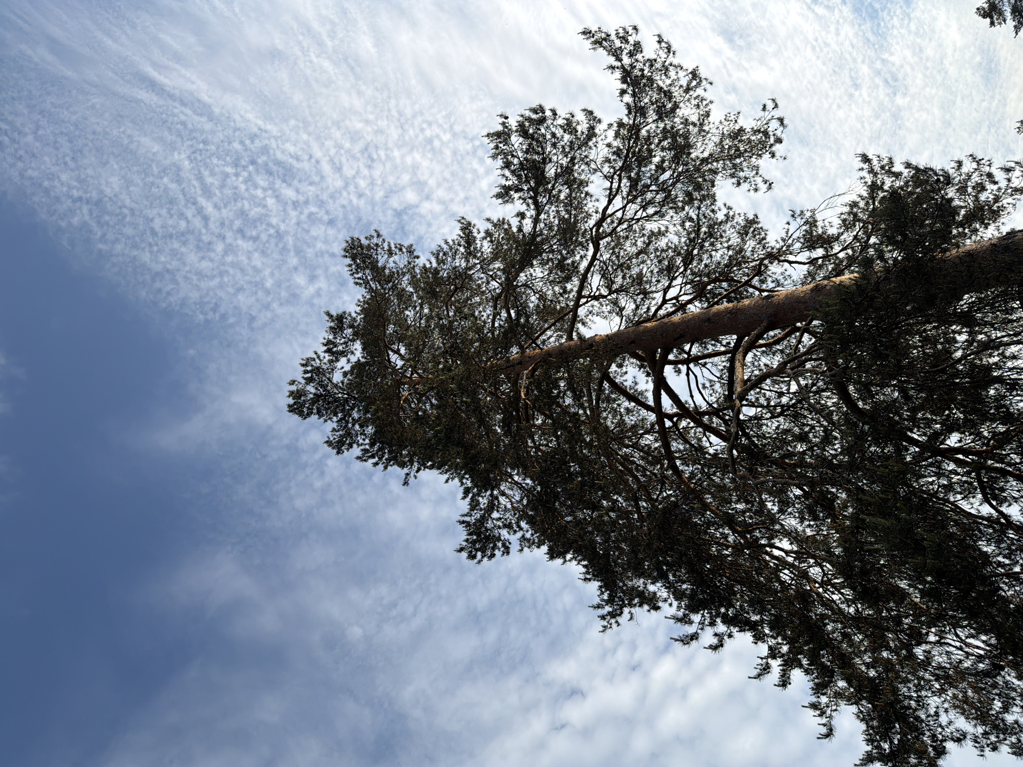 Afternoon suburban scenes captured by witness across wooded pathways