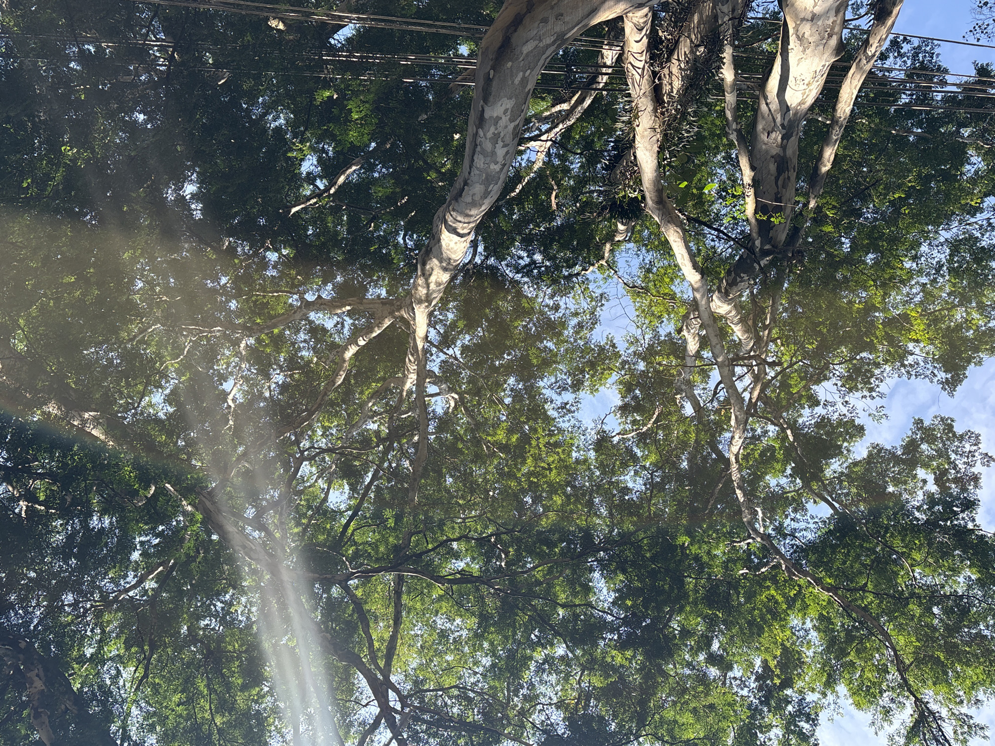 Looking up into a fig tree canopy in São Paulo