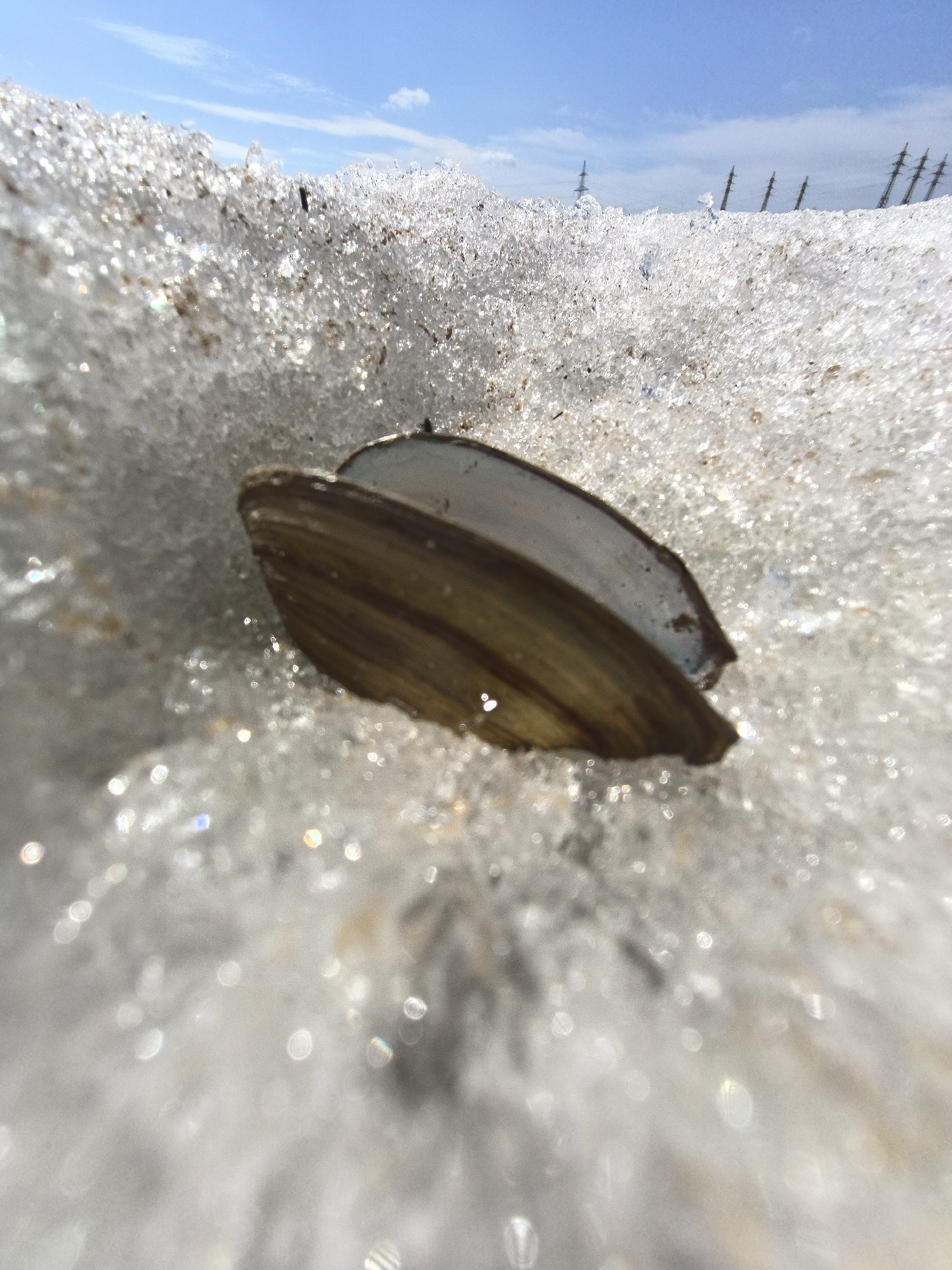 Mussel shell found on melting ice in Chaikovsky, Russia