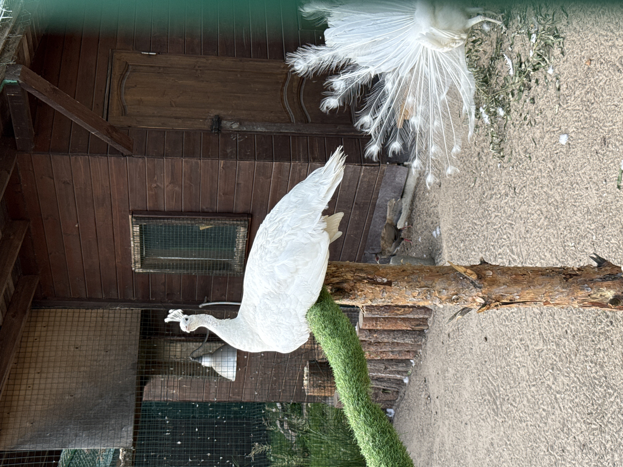 Afternoon at an animal park in Ignatovo with peacocks, yaks, and a balloon