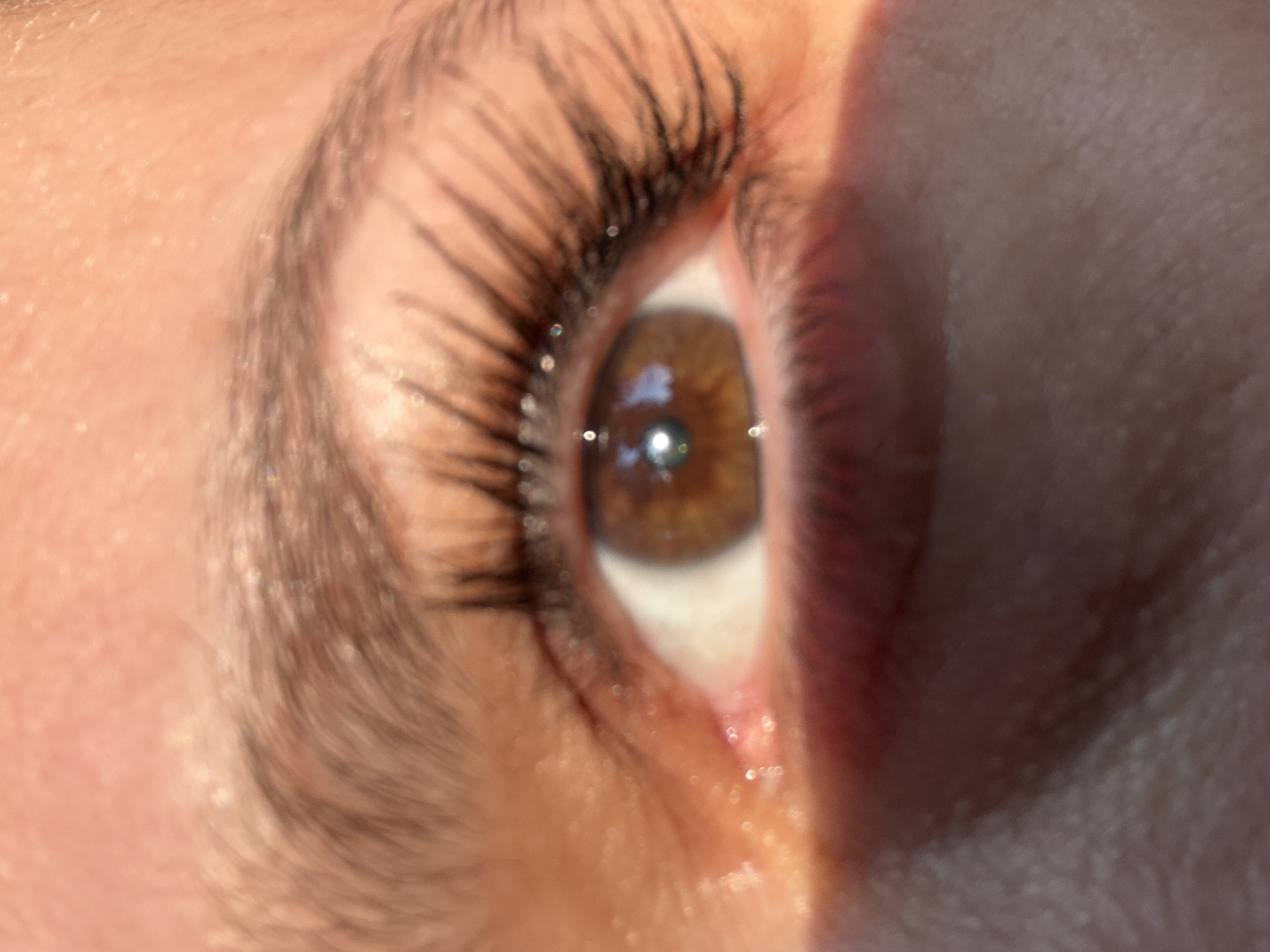Macro eye shot and poodle puppy in Marum, Netherlands