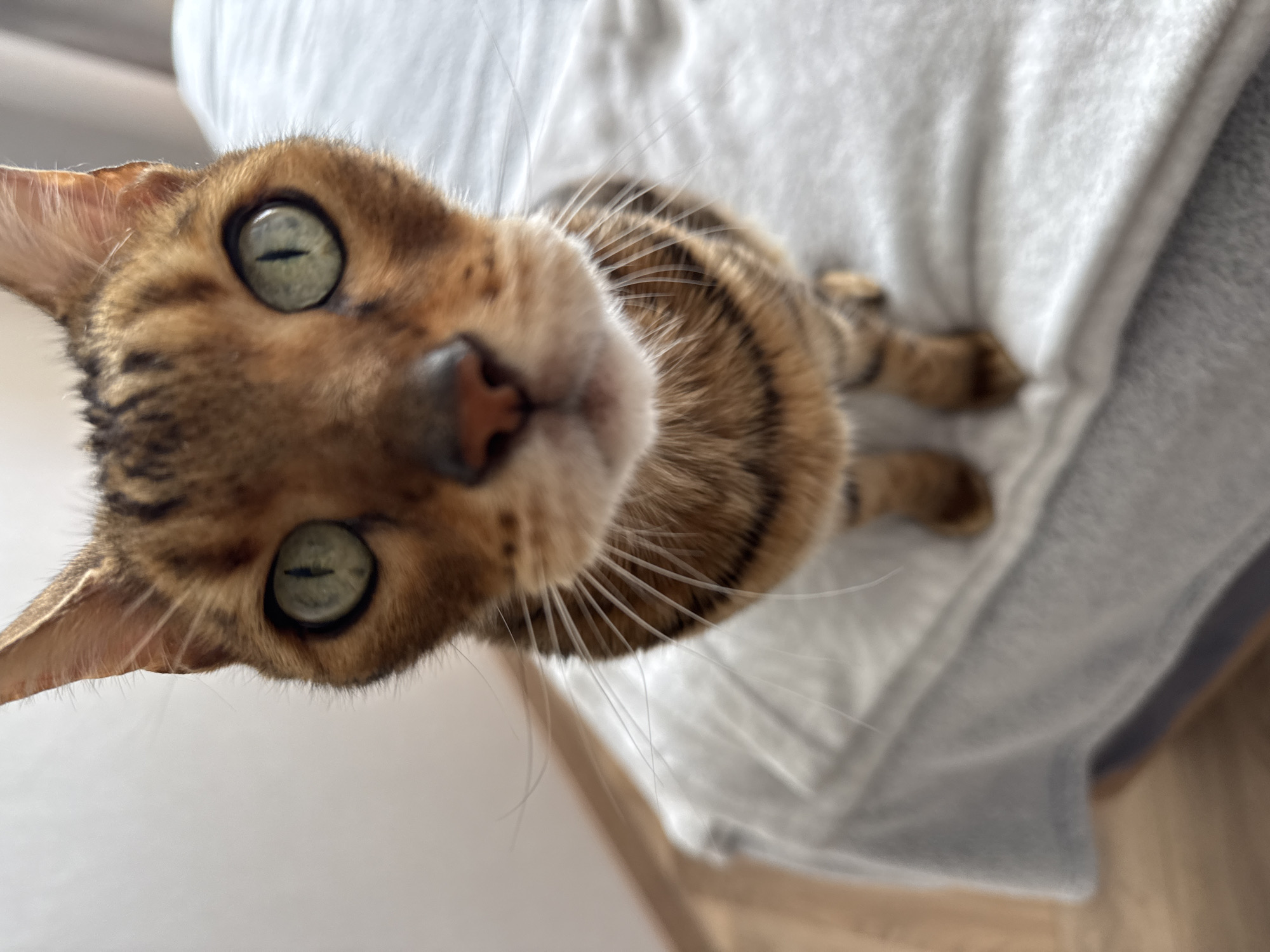 Bengal cat and morning coffee routine captured by witnesses