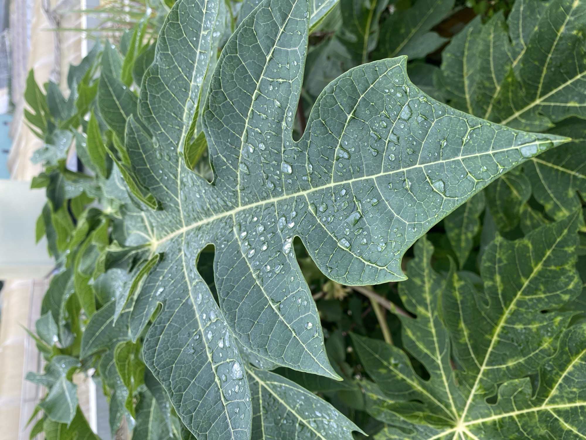 Rainy morning details: papaya leaves and a vintage sewing machine in Đà Lạt