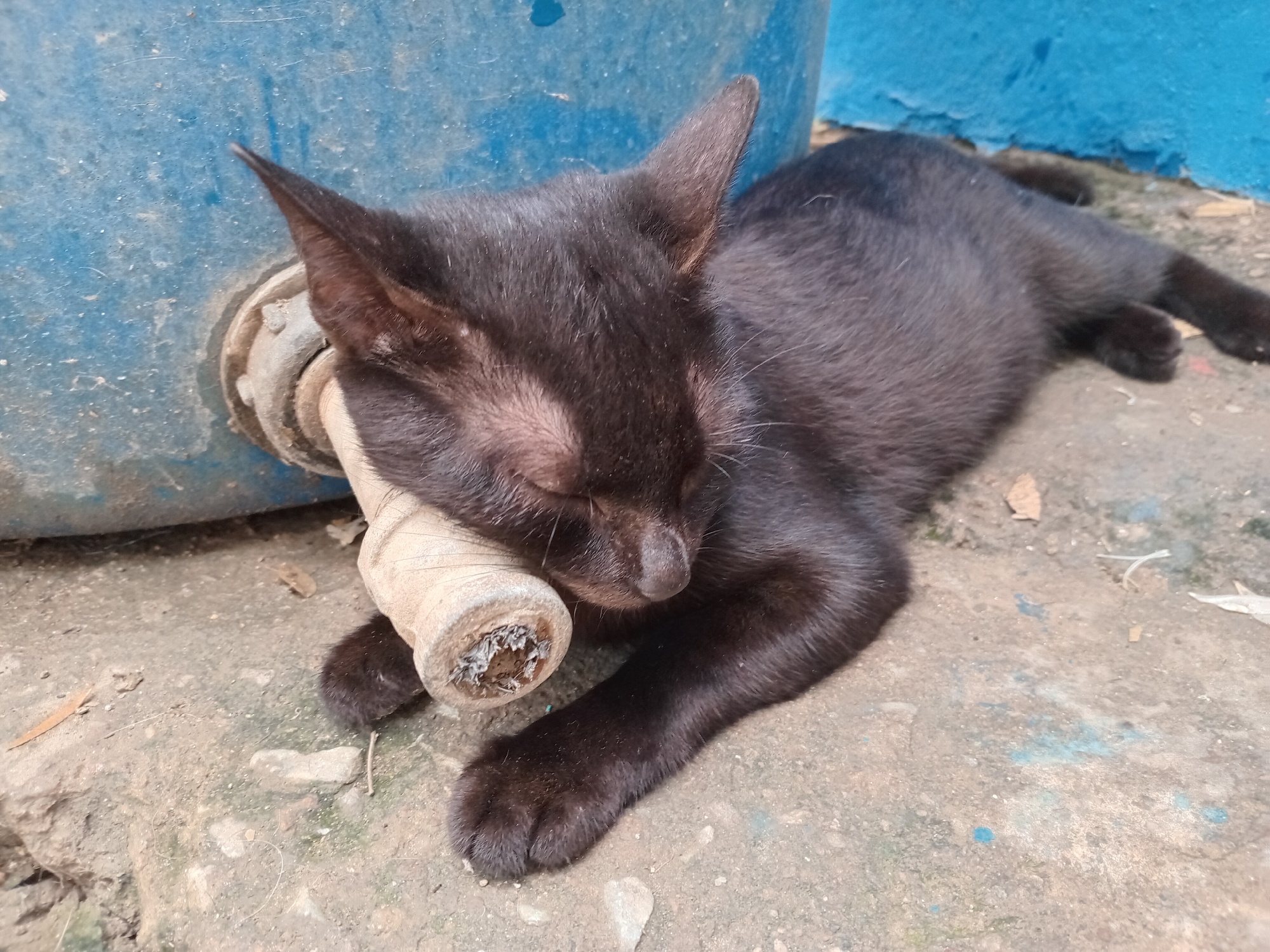 Rainy afternoon streets and sleeping cats in Juan Griego