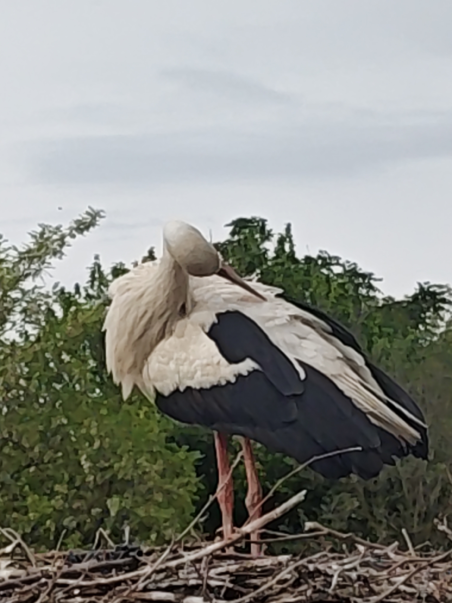 White stork observed preening in large twig nest