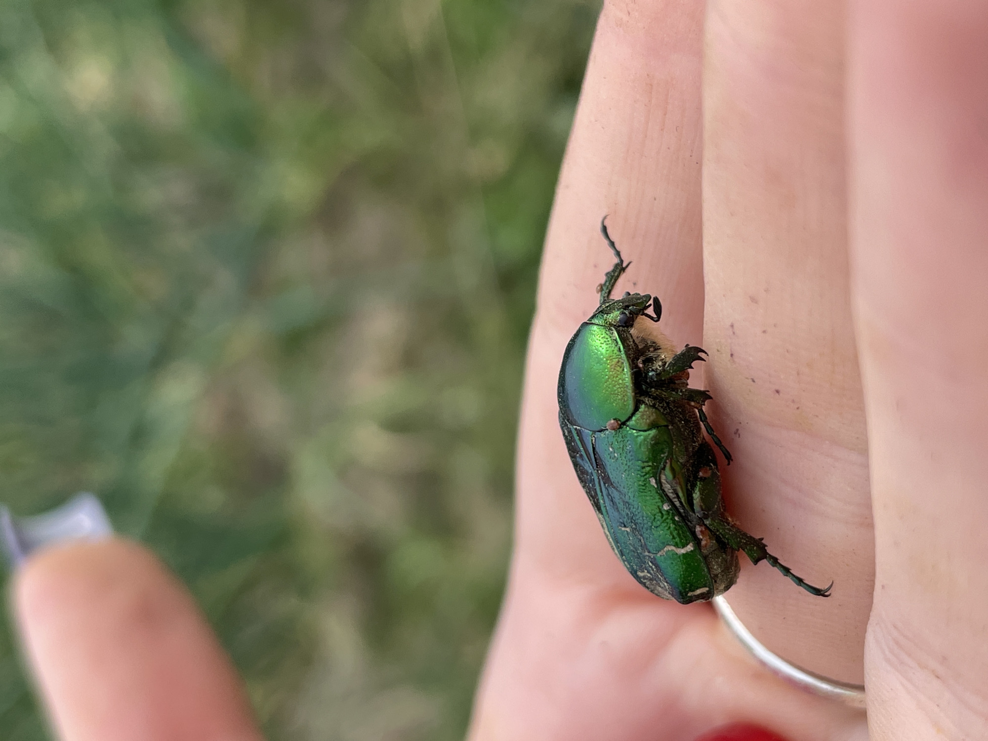Iridescent green beetle perched on a hand in rural Russia