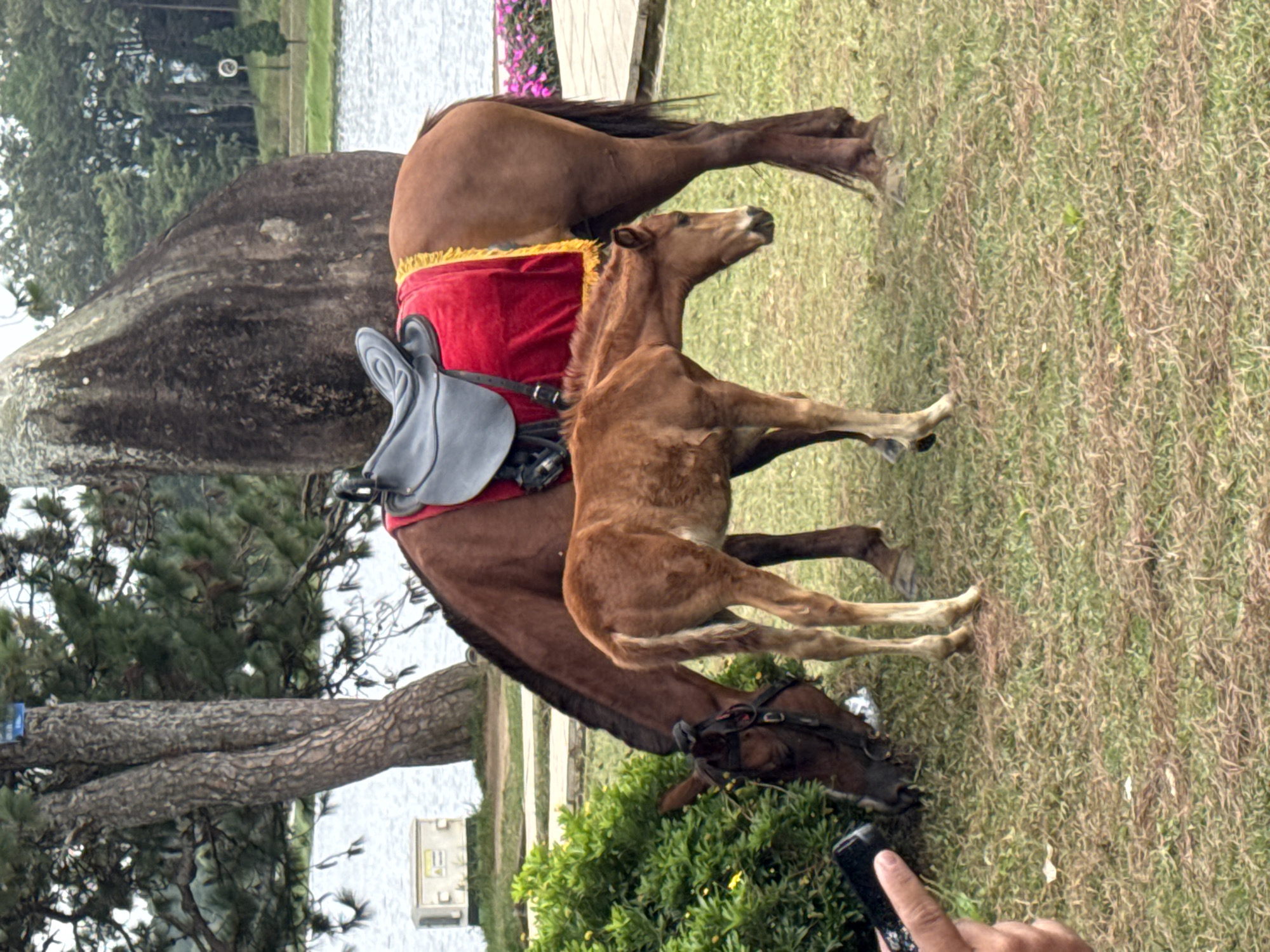 Horses and people share a quiet morning at Xuan Huong Lake