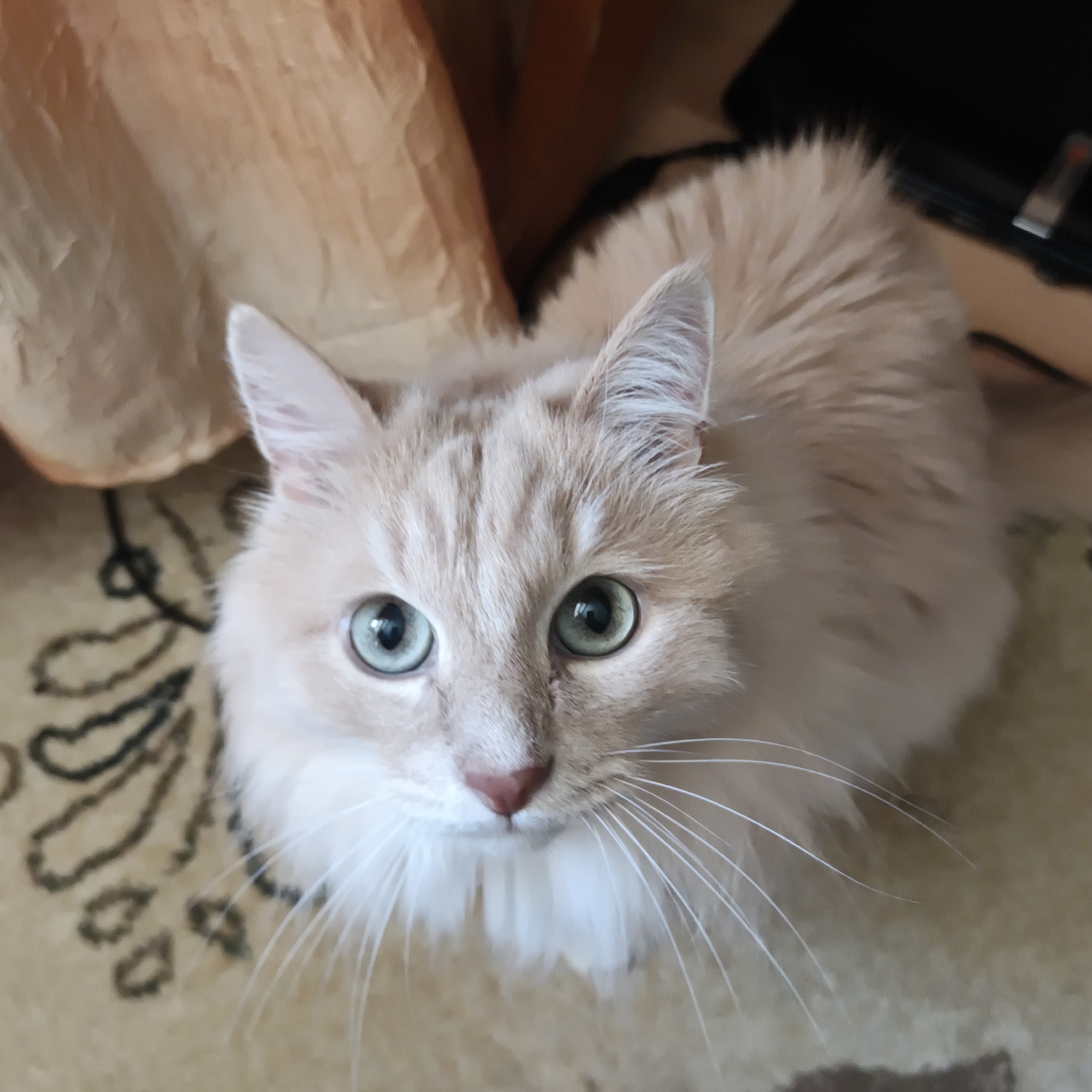 Cats, berries, and a #SundayBest mood in Chaikovsky