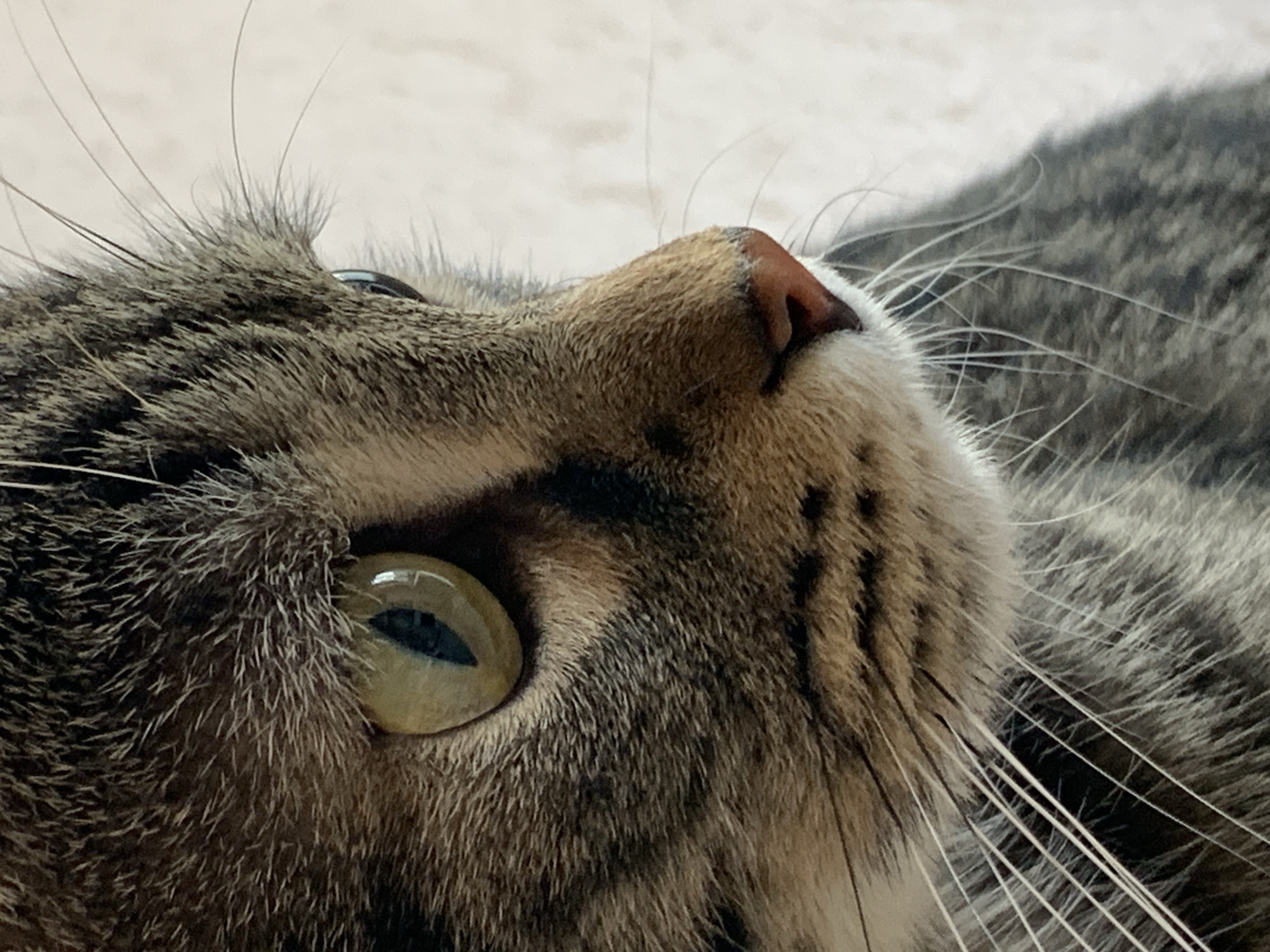 Tabby cat moments and Stavropol streets on a sunny morning