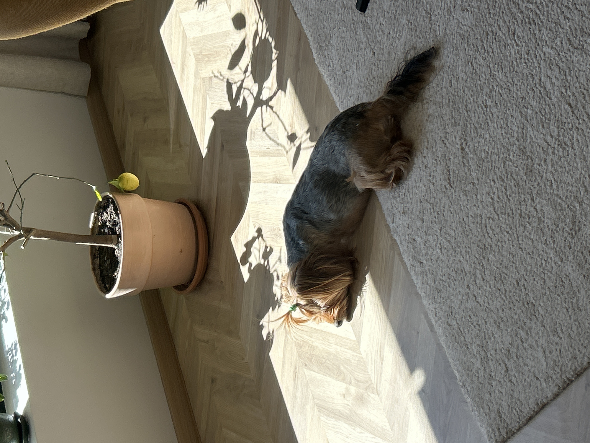 Yorkshire Terrier rests in Sofia home with lemon tree