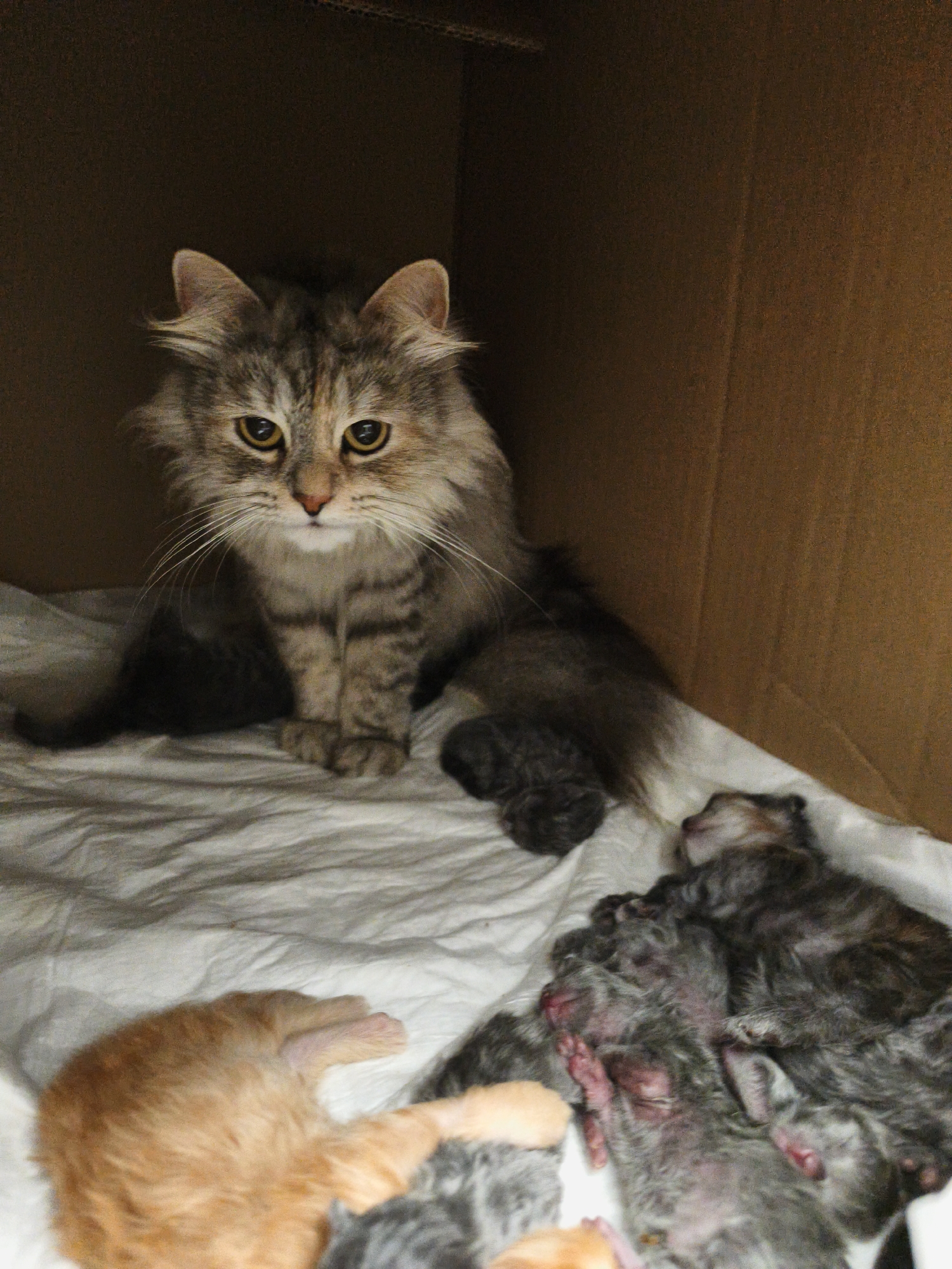 Mother cat with newborn kittens, plus the rest of the crew