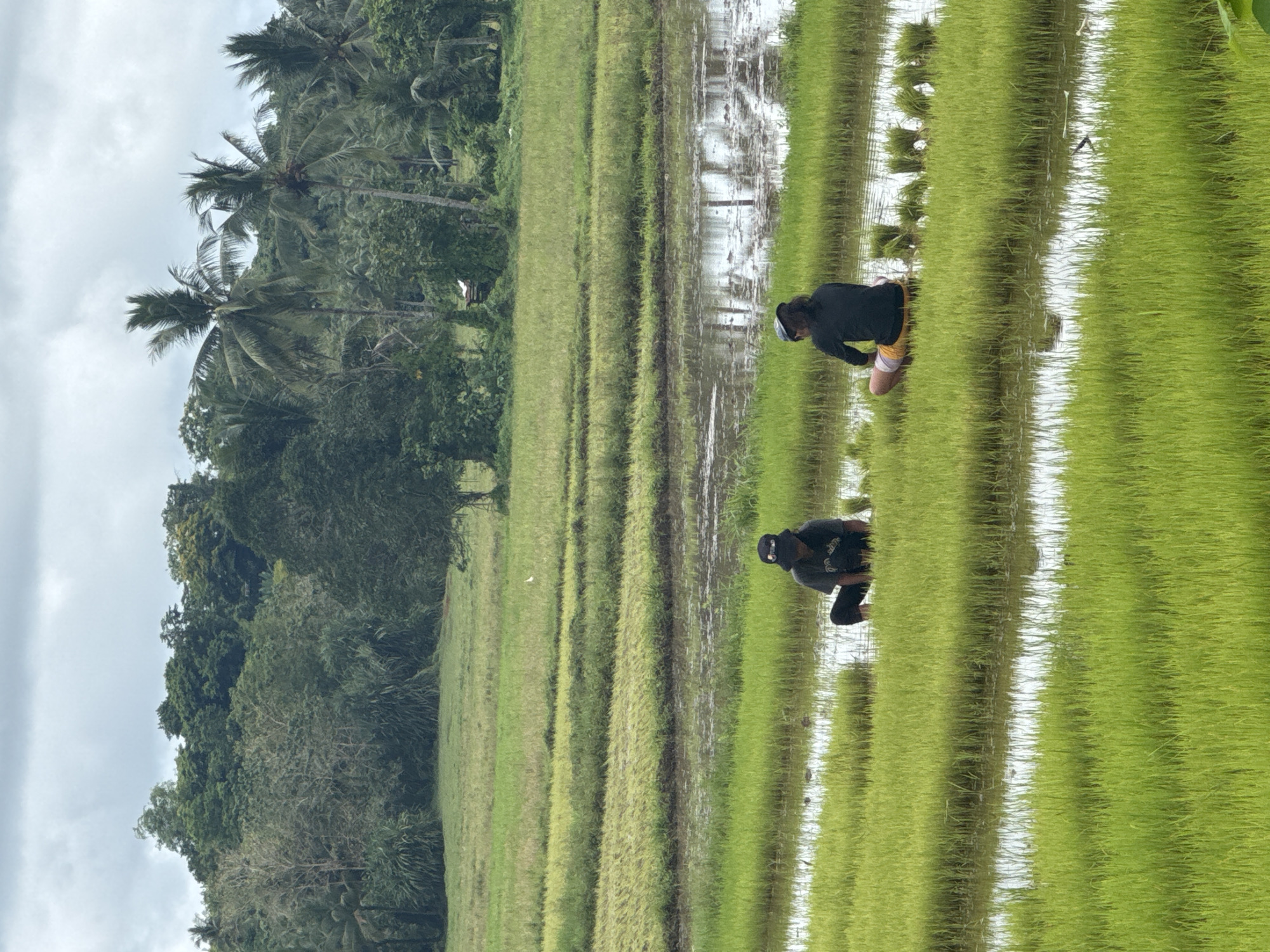 Rice planting continues in Del Carmen paddies under overcast skies