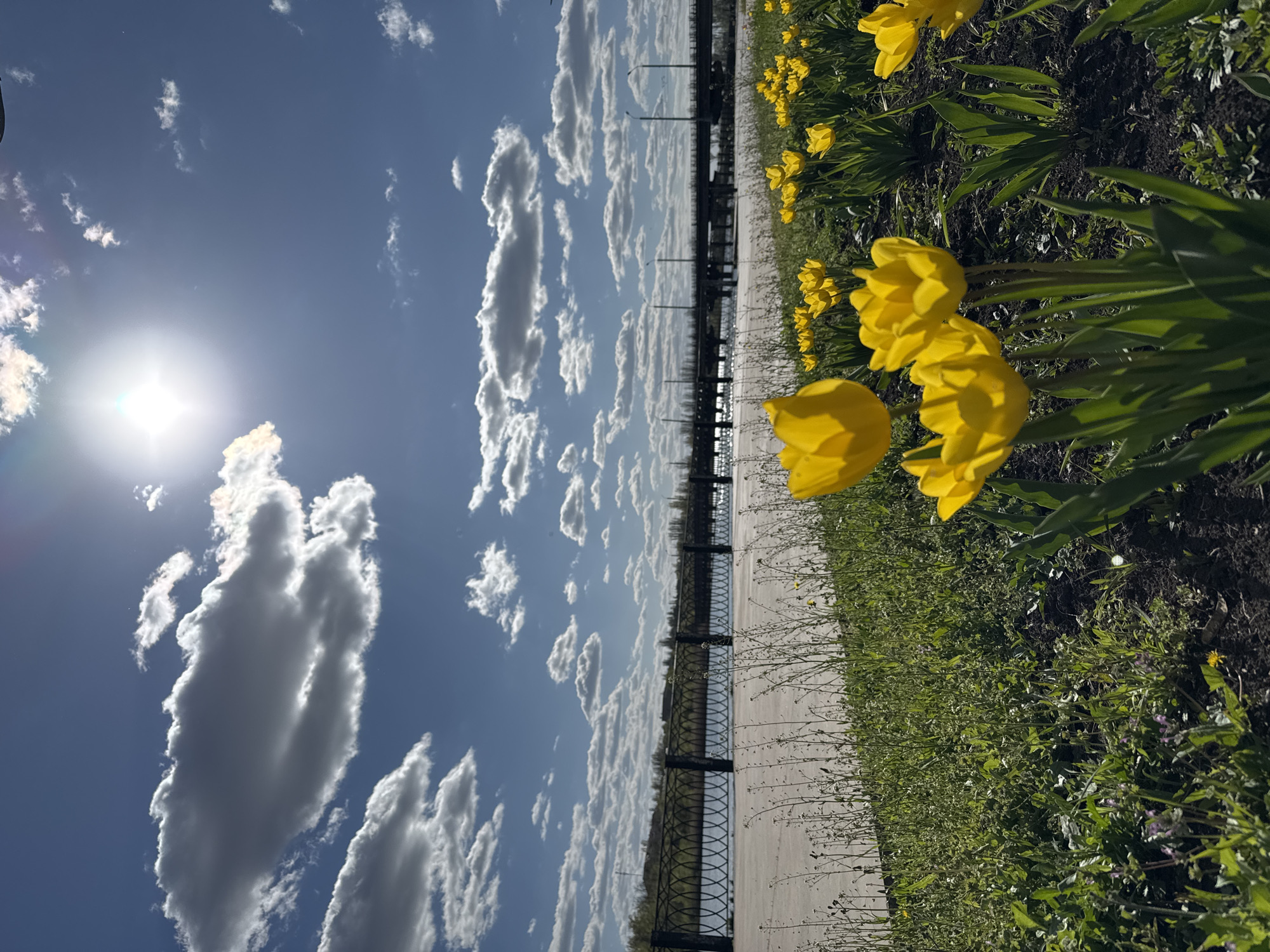 Spring tulips bloom along Kryvyi Rih waterfront promenade