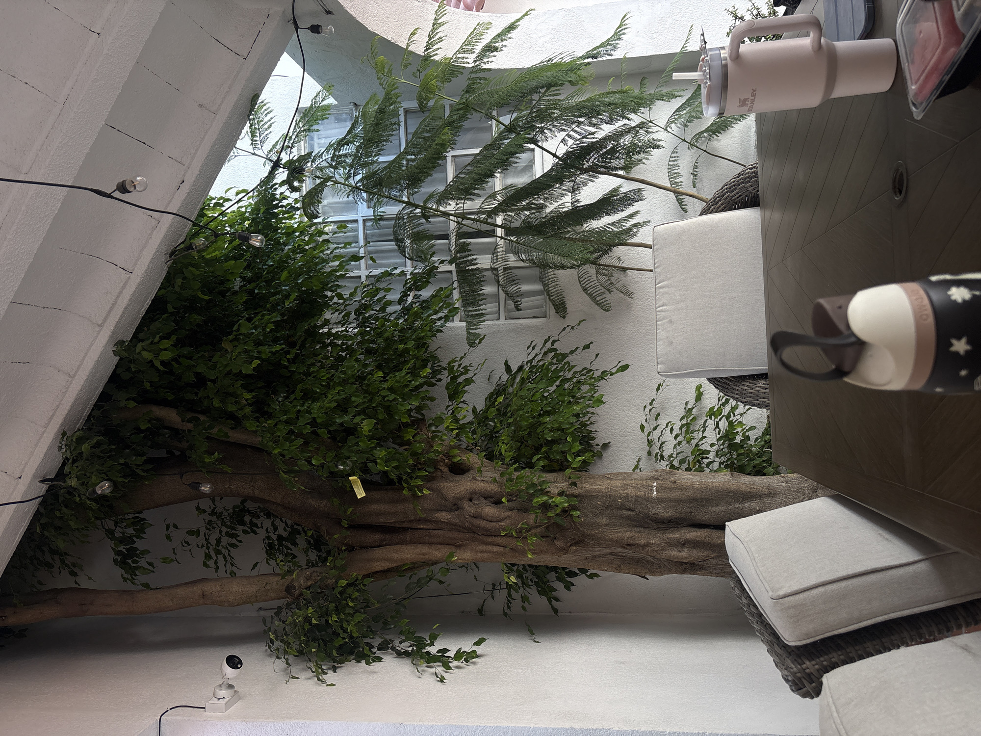 Woman works remotely at outdoor cafe in Puebla