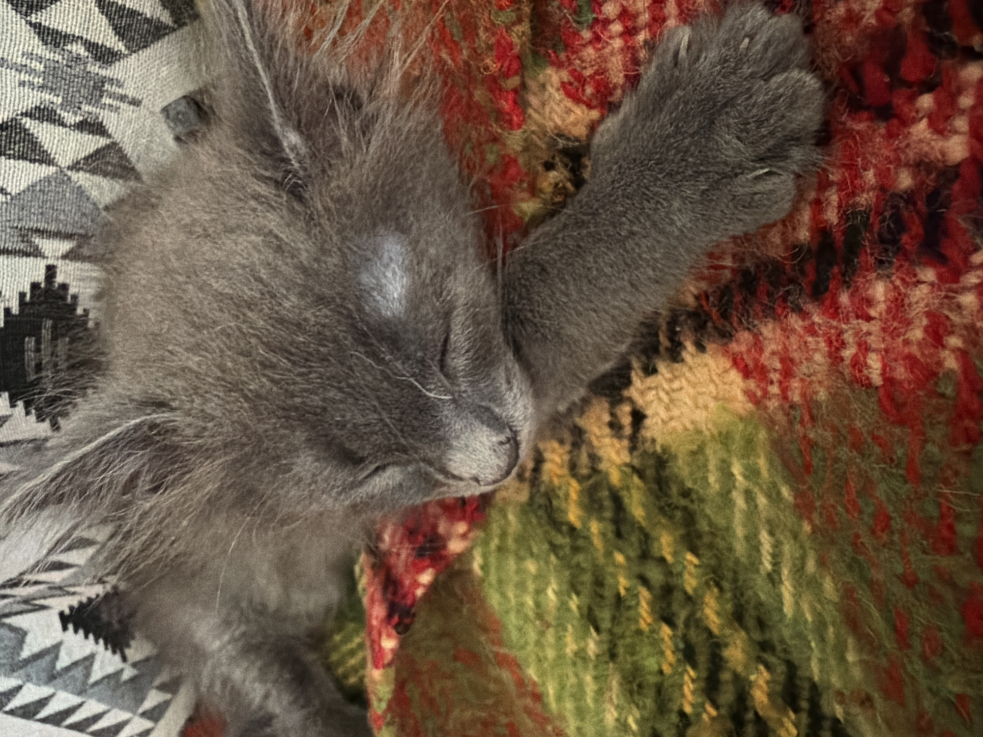Gray kitten sleeps on colorful blanket in Cyprus