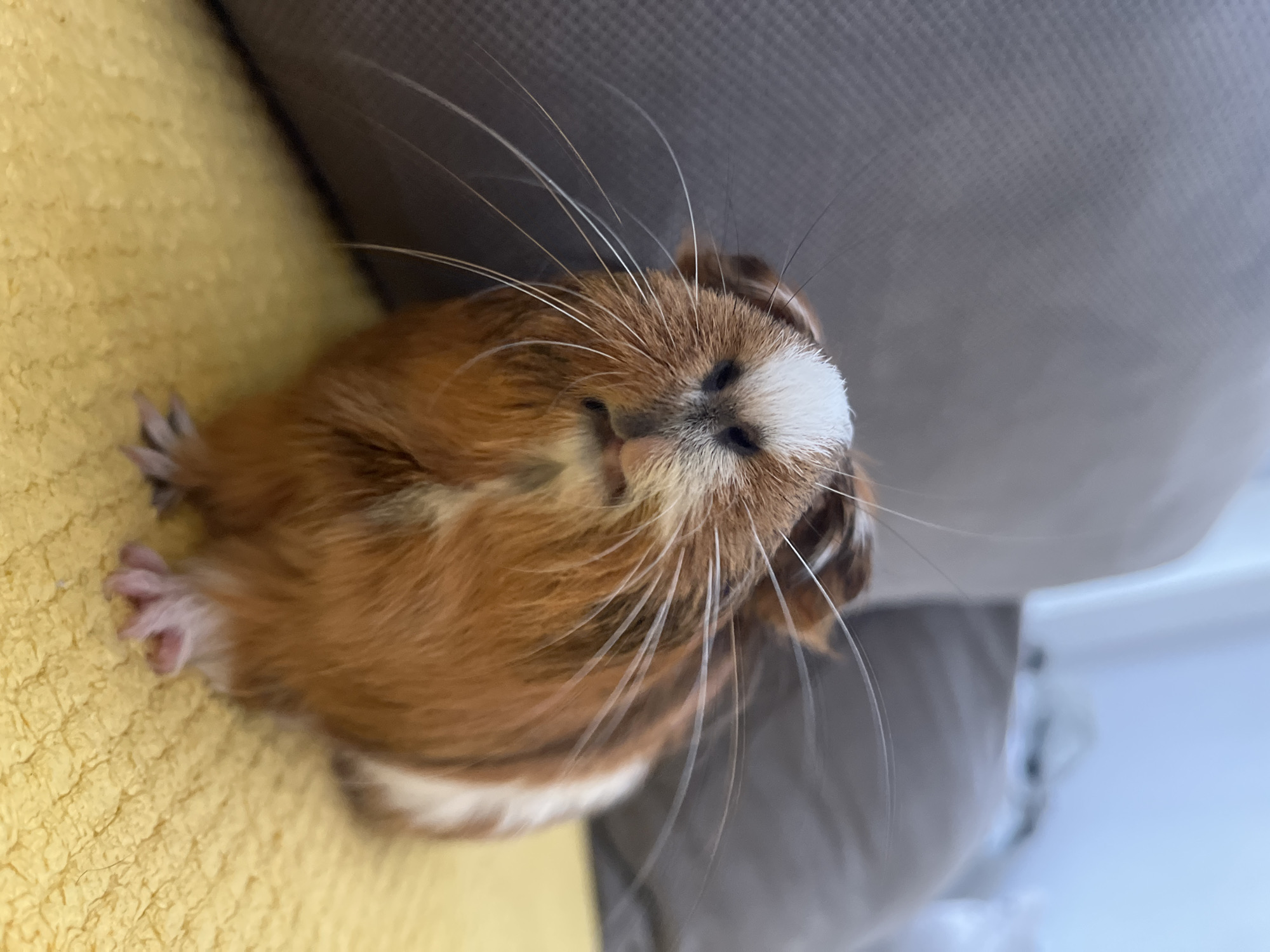 Guinea pig snacks on cucumber at home