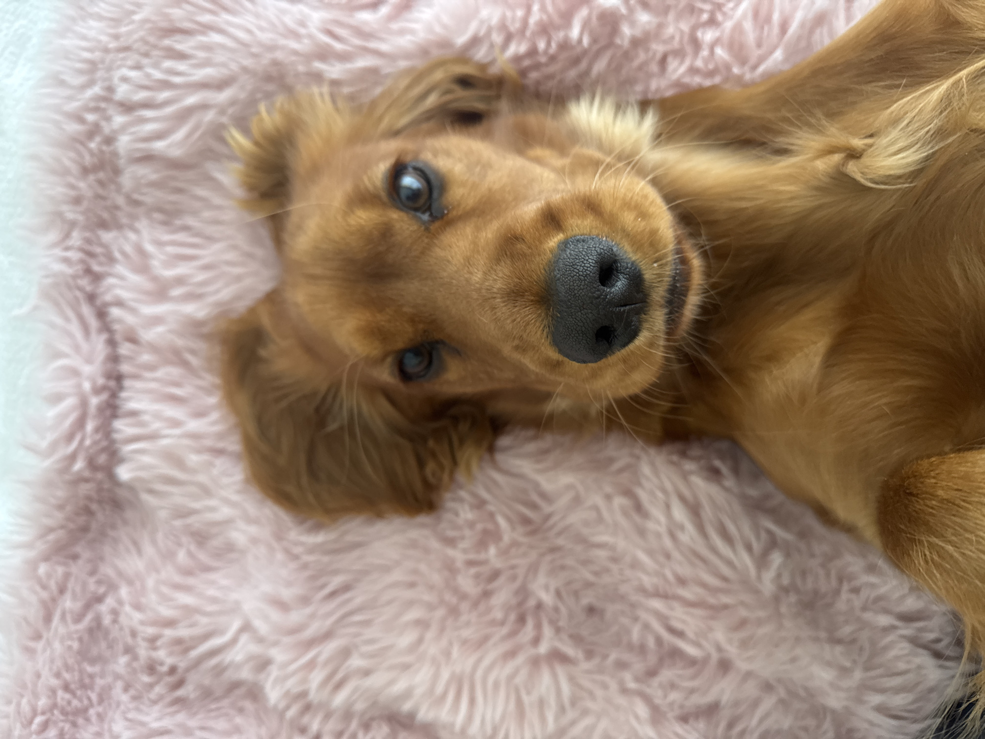 Dachshund photographed resting on pink blanket in Bragança